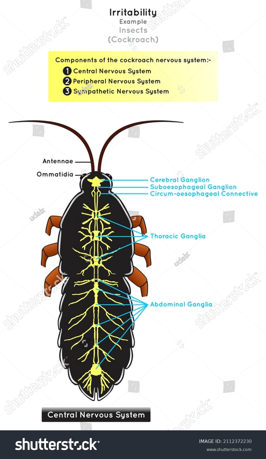 irritability-insects-infographic-diagram-example-cockroach-stock-vector