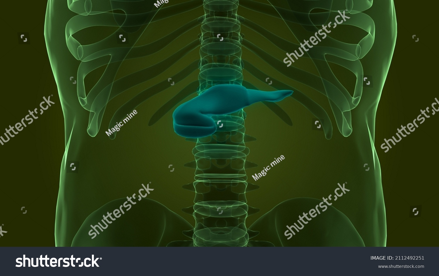 Human Internal Organs Pancreas Anatomy 3d Stock Illustration 2112492251 Shutterstock