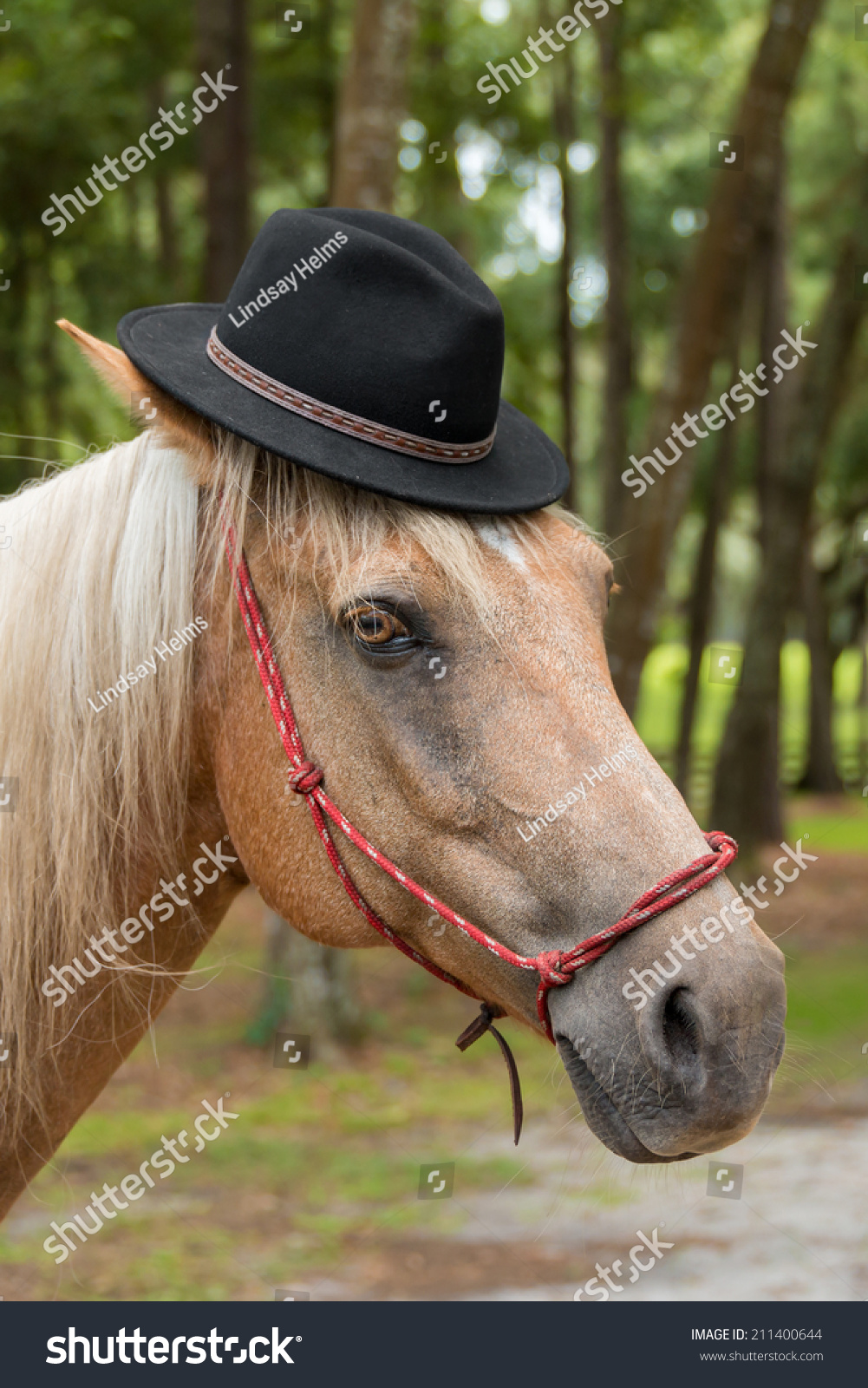 palomino hat