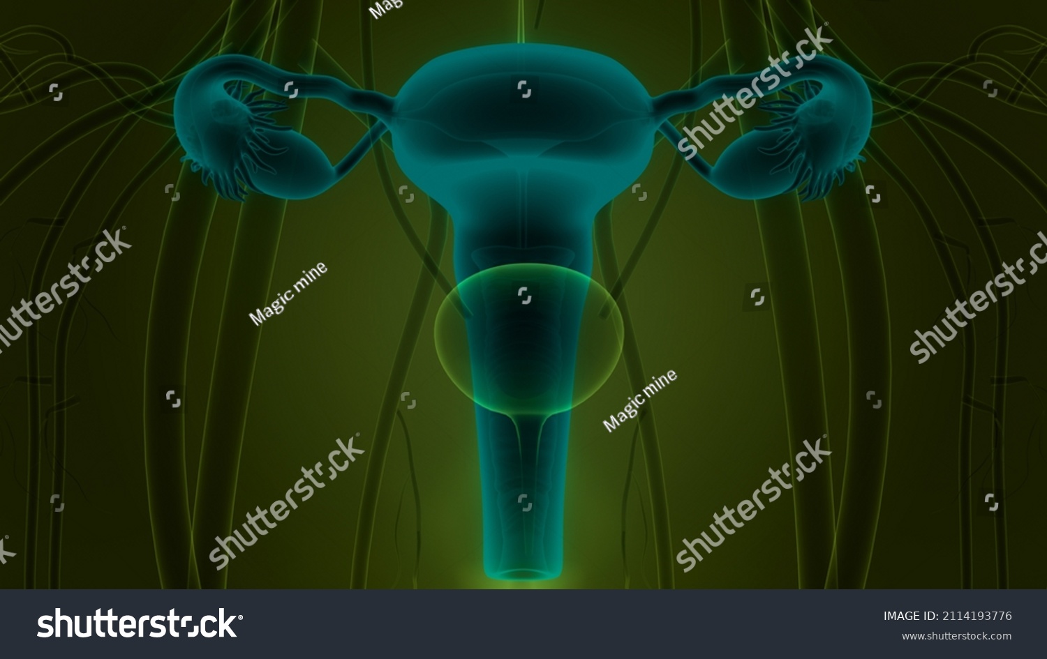 Female Reproductive System Anatomy 3d Stock Illustration 2114193776