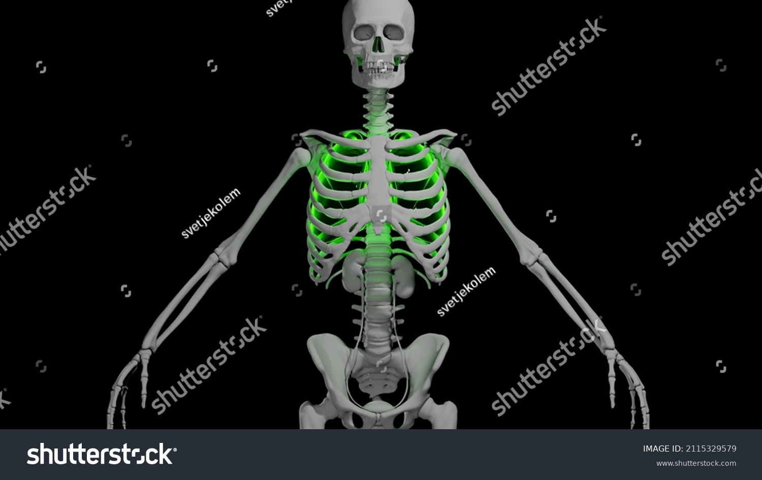 Skeleton Adult Man Red Lungs Shown Stock Illustration 2115329579 ...