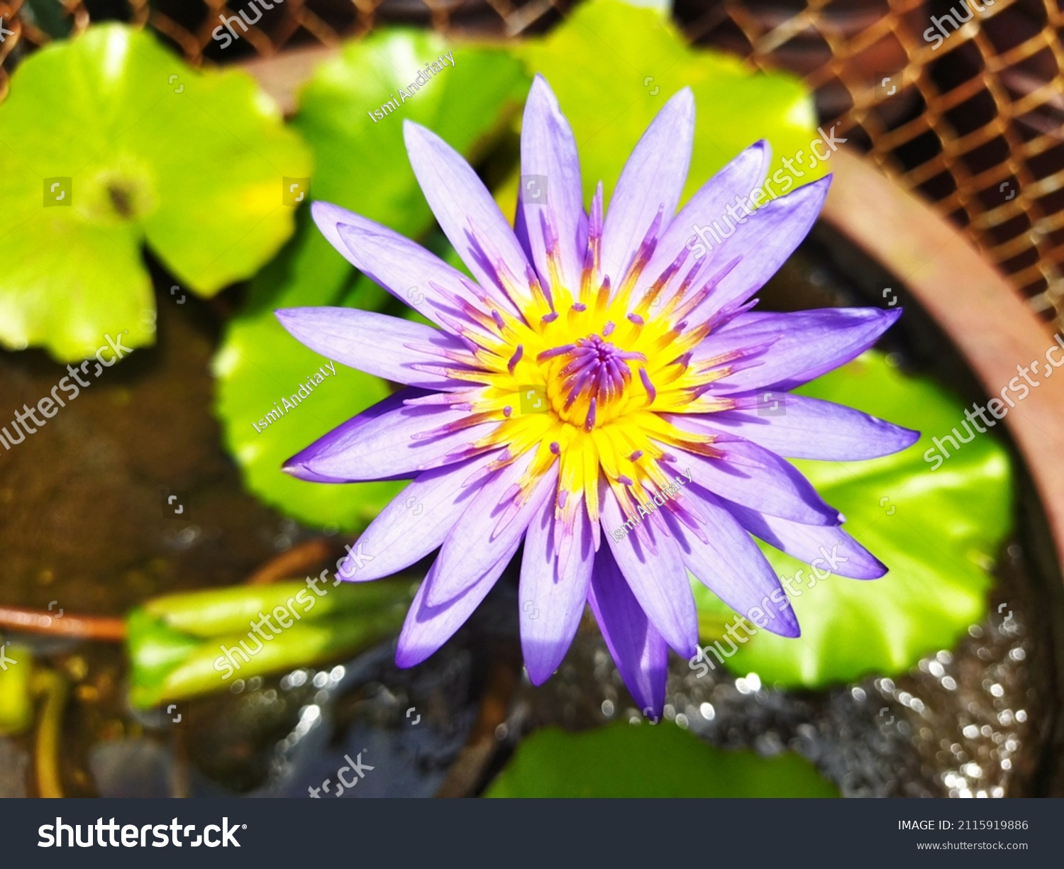 Nymphaea Caerulea Blue Lotus Blue Water Stock Photo 2115919886 ...