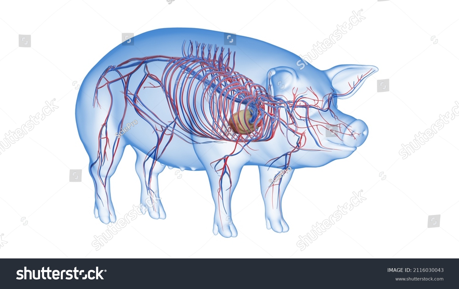 3d Rendered Illustration Porcine Anatomy Vascular Stock Illustration ...