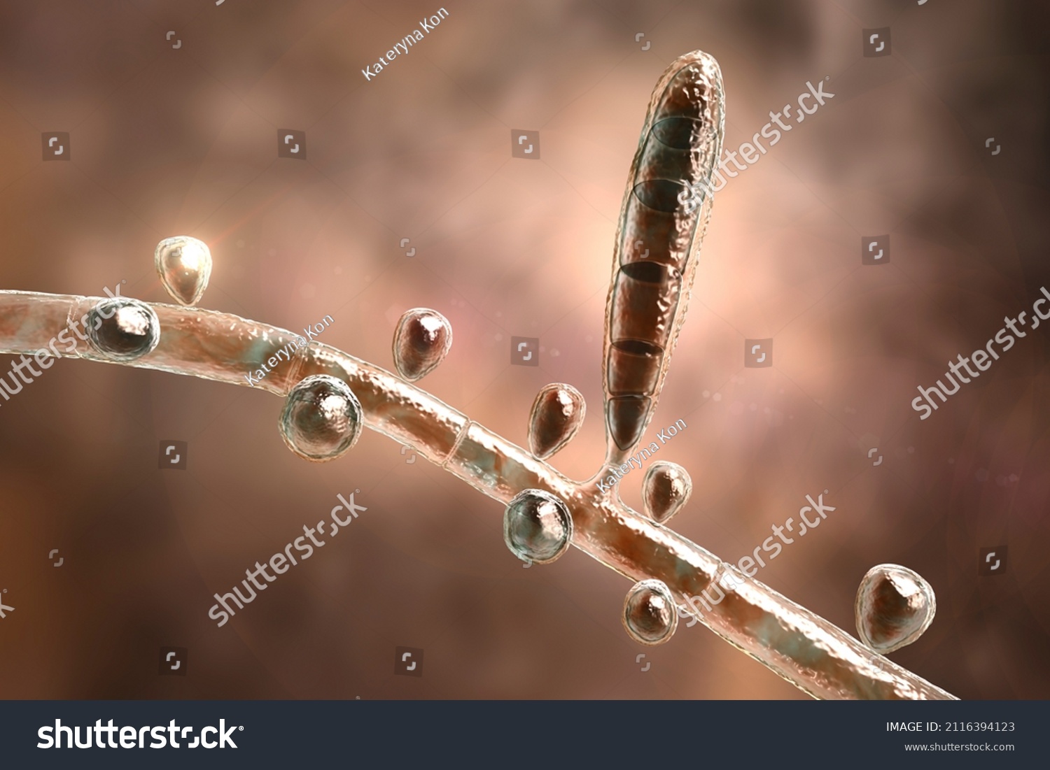 Fungus Trichophyton Rubrum 3d Illustration Showing 库存插图 2116394123 Shutterstock 1879