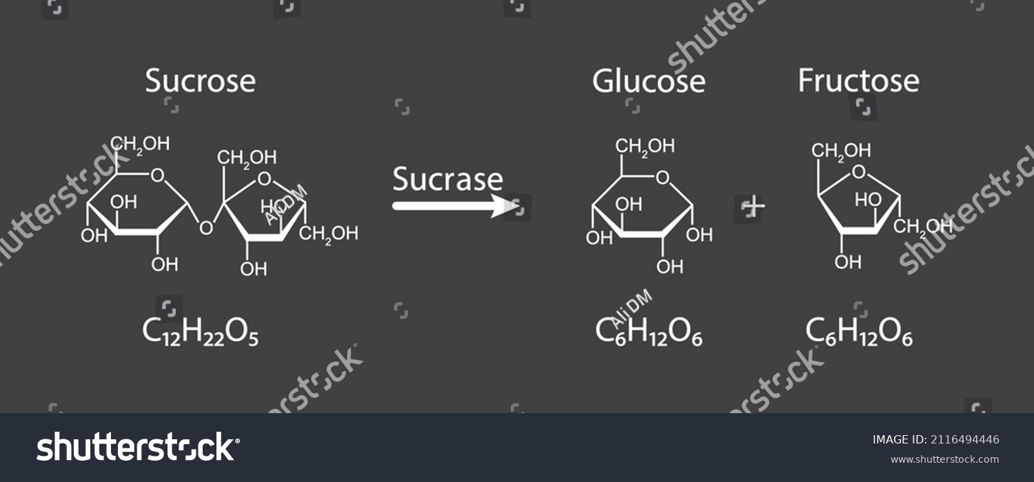 sucrase enzyme experiment