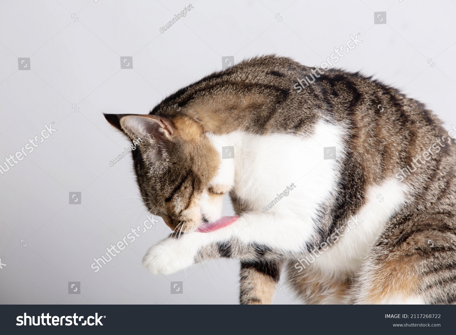 134 Cat Licks Pad Images, Stock Photos & Vectors | Shutterstock