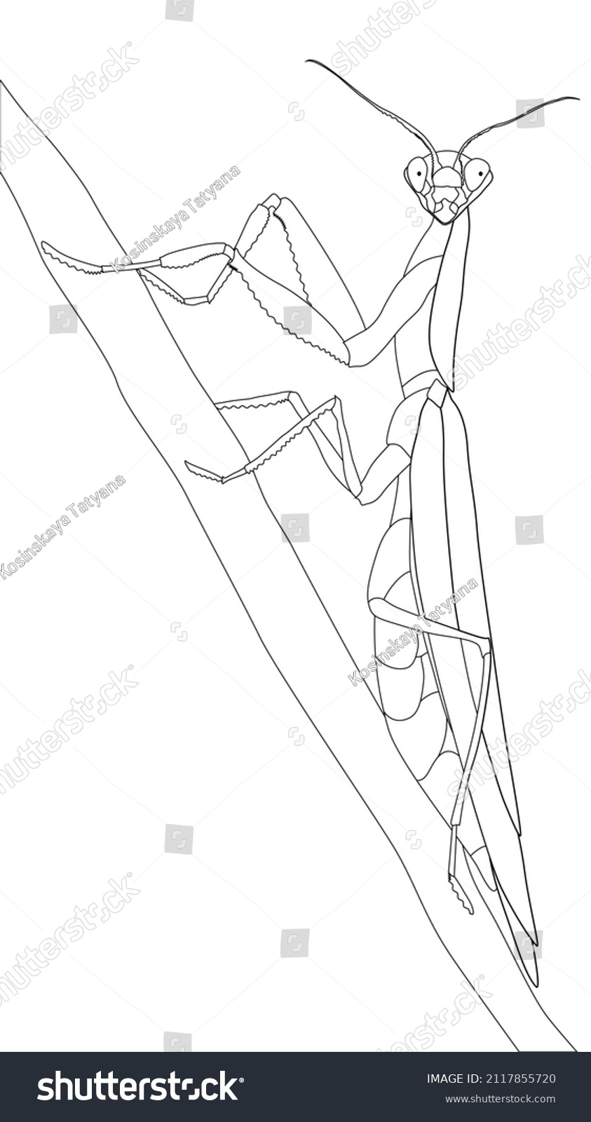 Coloring Page Image Praying Mantis Insect Stock Vector (Royalty Free ...