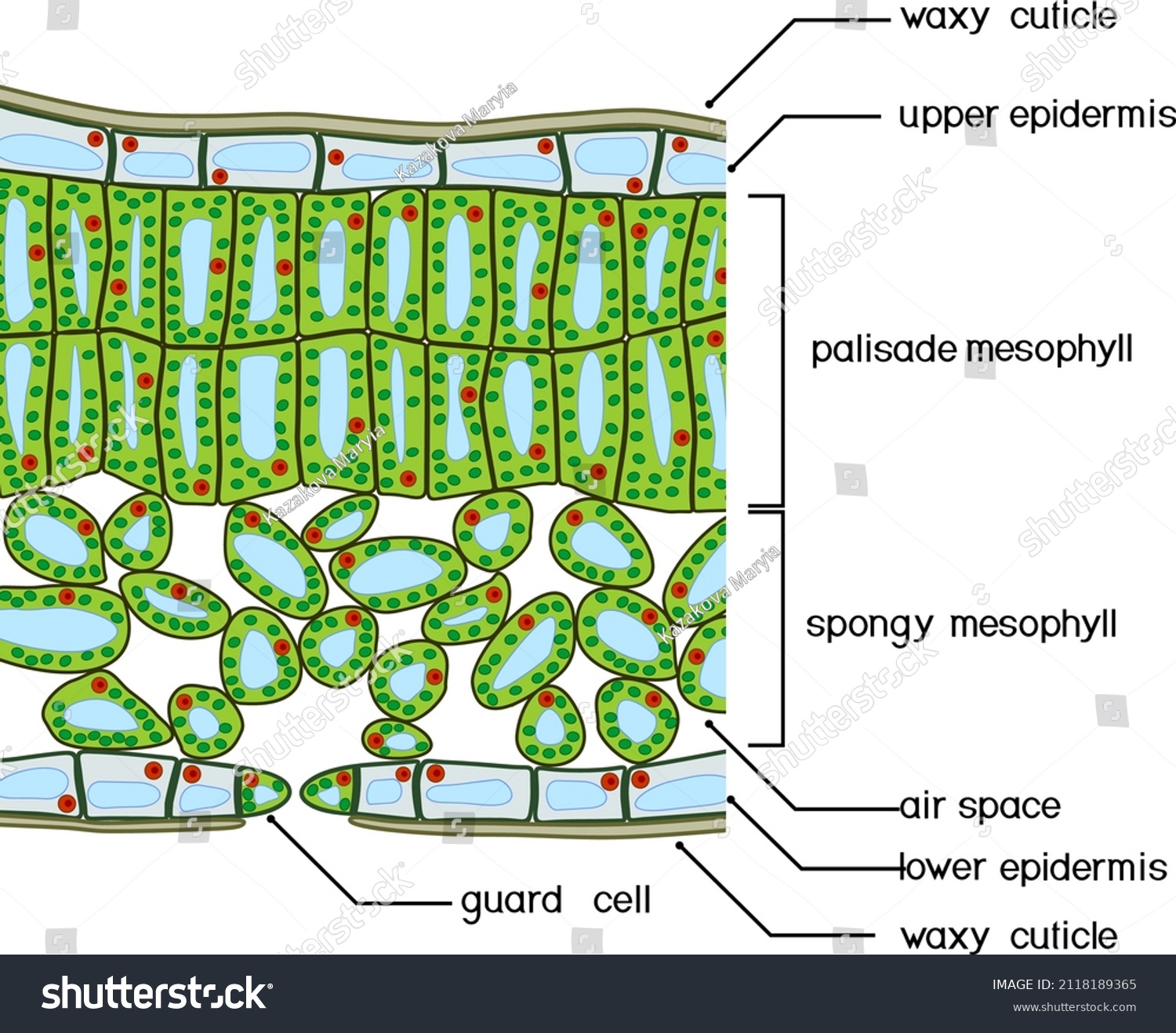 Sectional Diagram Plant Leaf Structure Crosssection Stock Vector ...