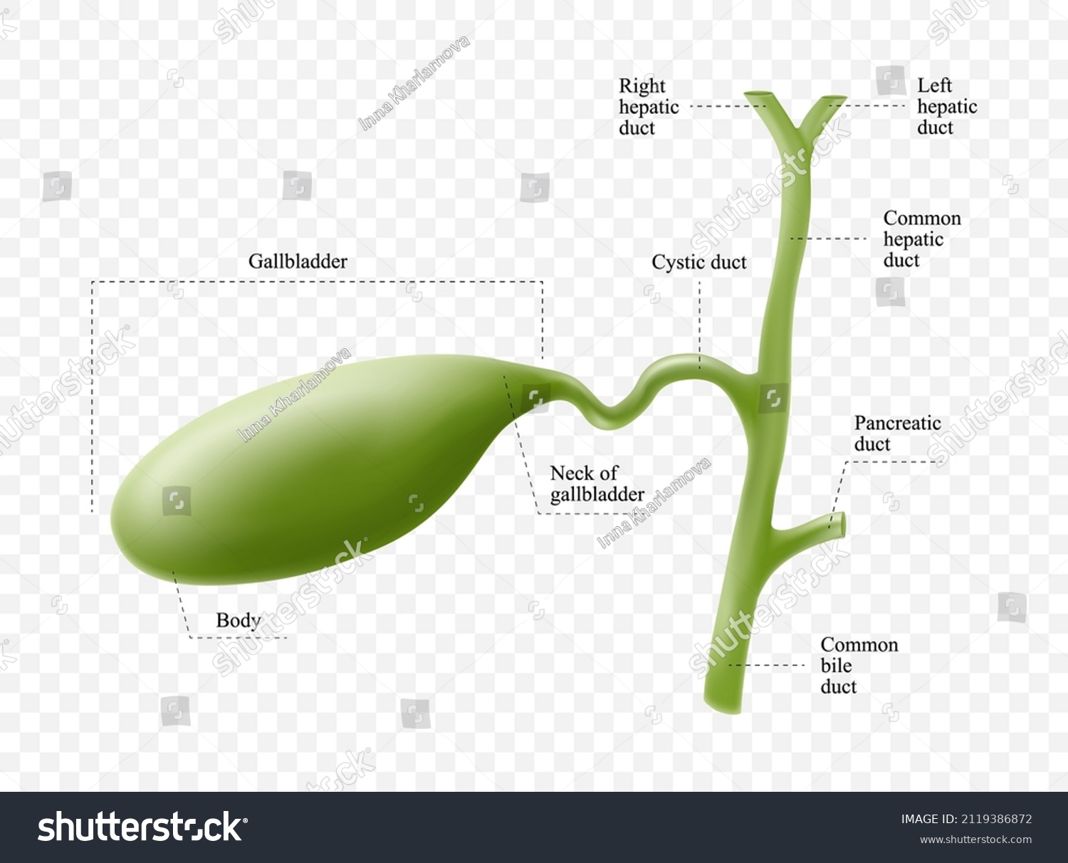Anatomy Gallbladder Description Corresponding Parts Anatomical Stock ... Biology Diagrams