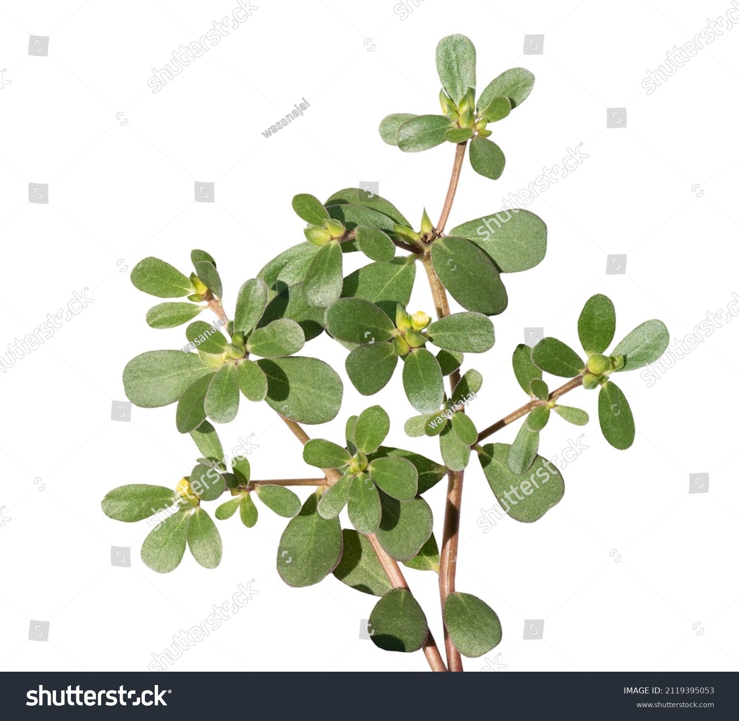 Purslane Tree Isolated On White Background Stock Photo 2119395053 ...