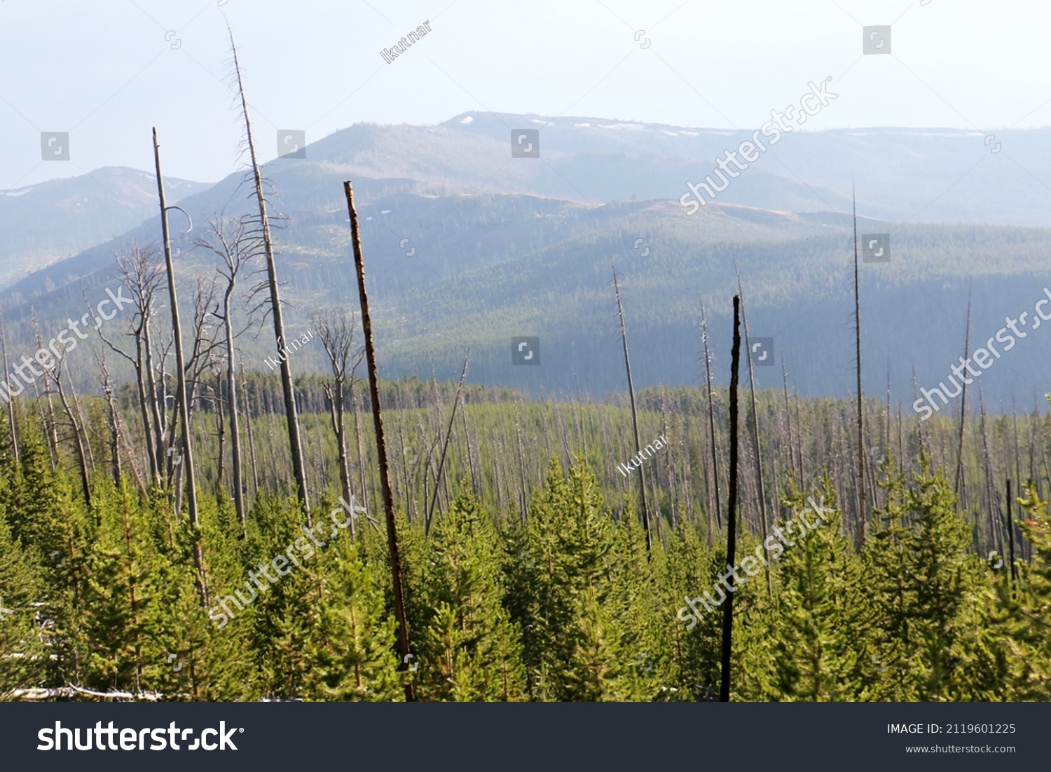 1872 Yellowstone Became First National Park Stock Photo 2119601225   Stock Photo In Yellowstone Became The First National Park For All To Enjoy The Unique Hydrothermal And 2119601225 