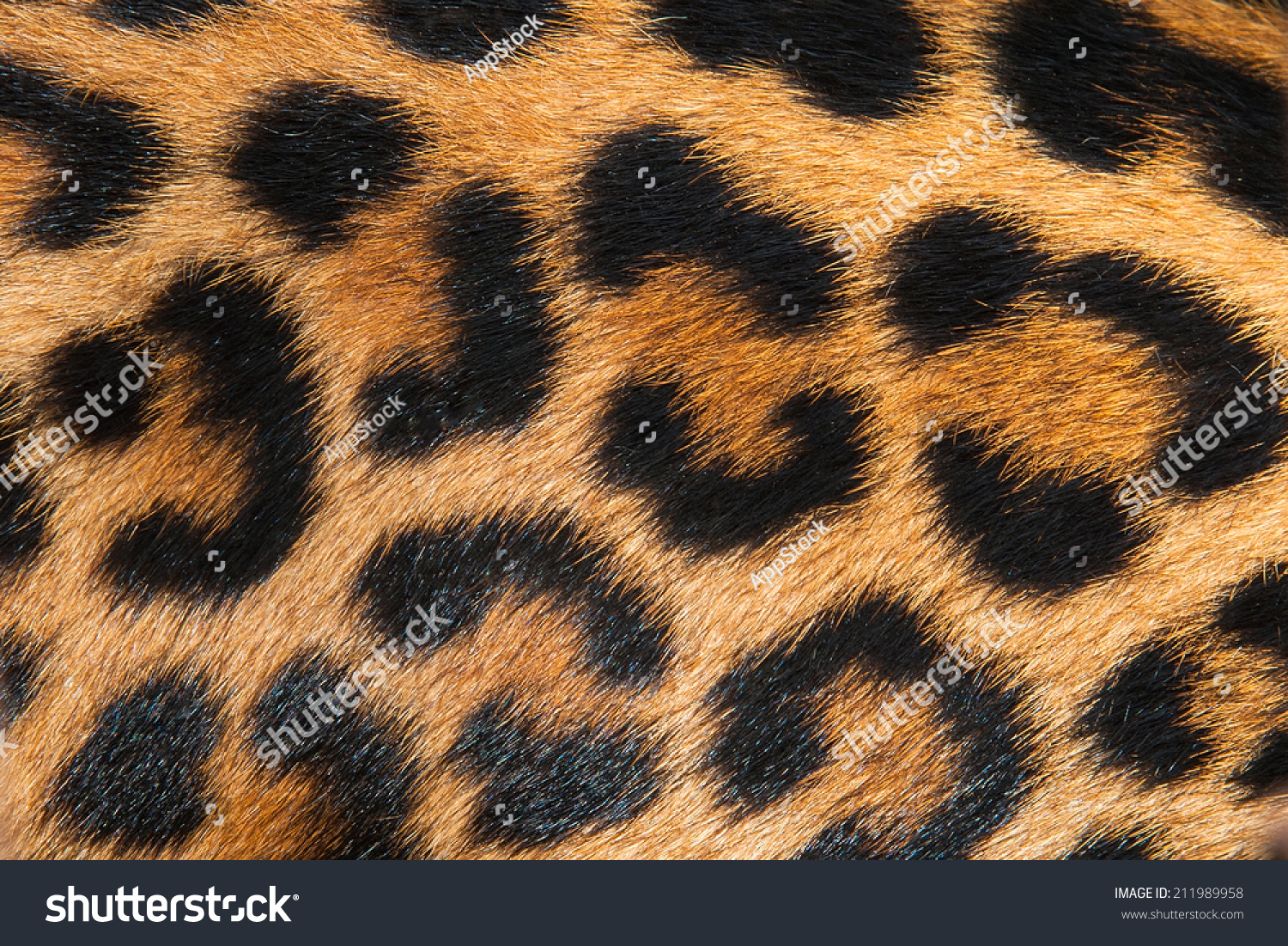 17,392 Leopard fur coat Images, Stock Photos & Vectors | Shutterstock