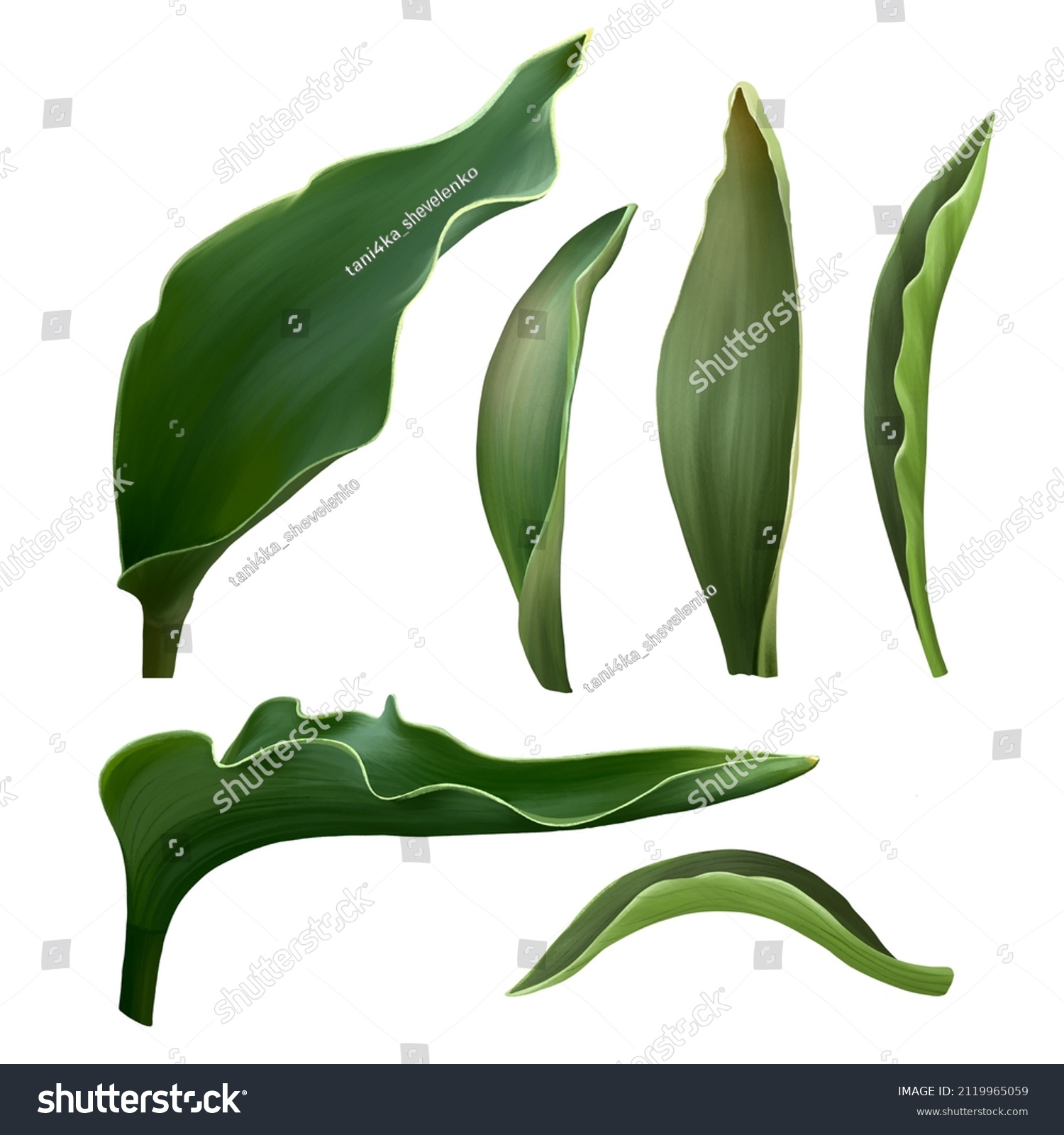 1223 Real Tulip Leaf Images Stock Photos And Vectors Shutterstock