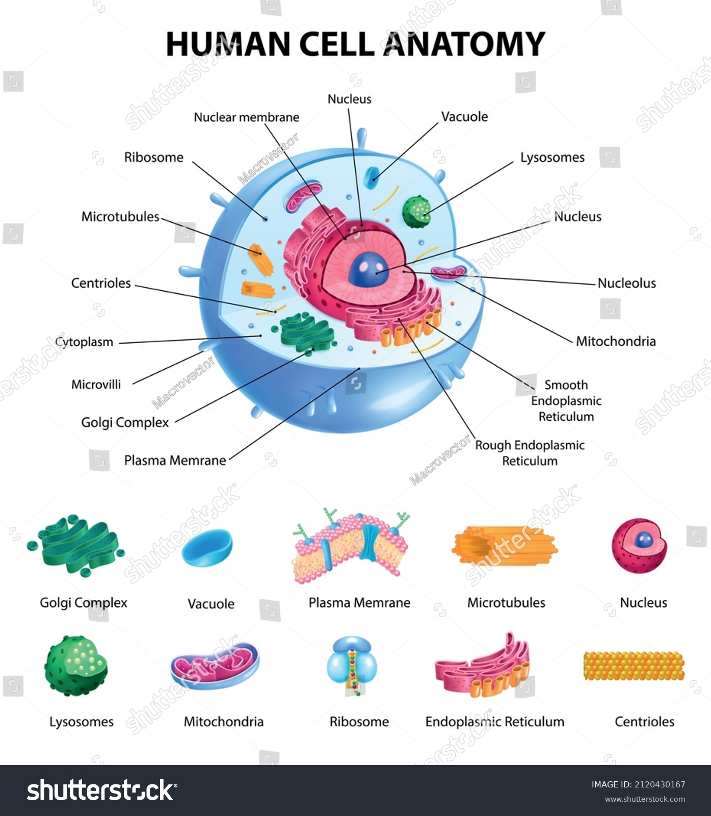 752 Cells Microvilli Images, Stock Photos & Vectors | Shutterstock