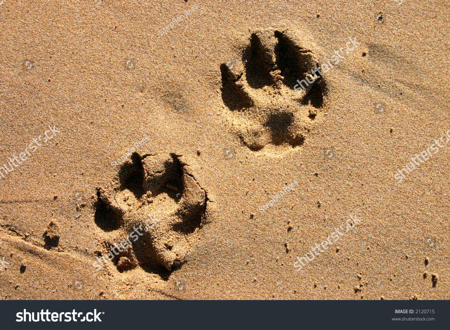 Следы кота на песке