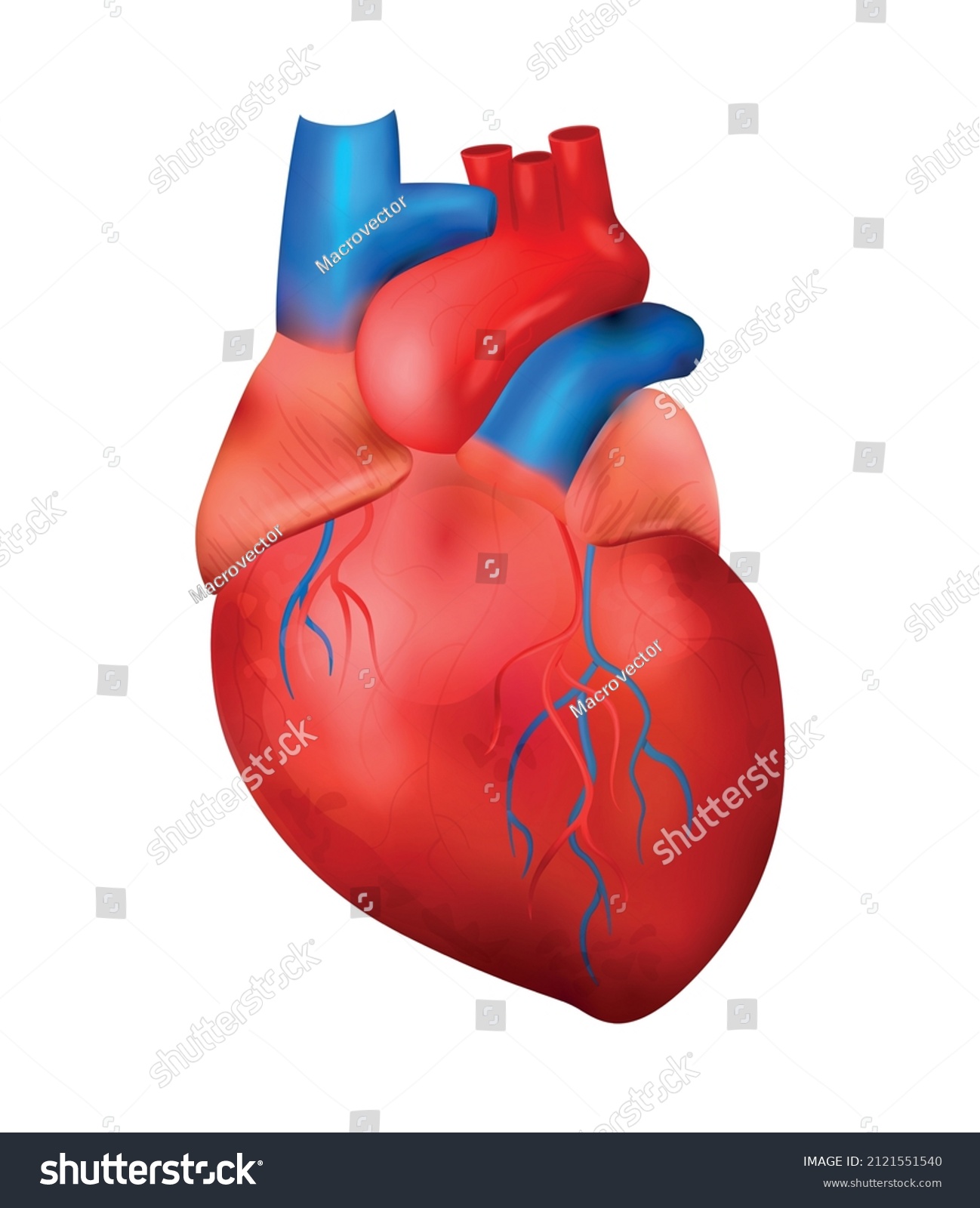 Realistic Human Internal Organs Anatomy Composition Stock Vector ...