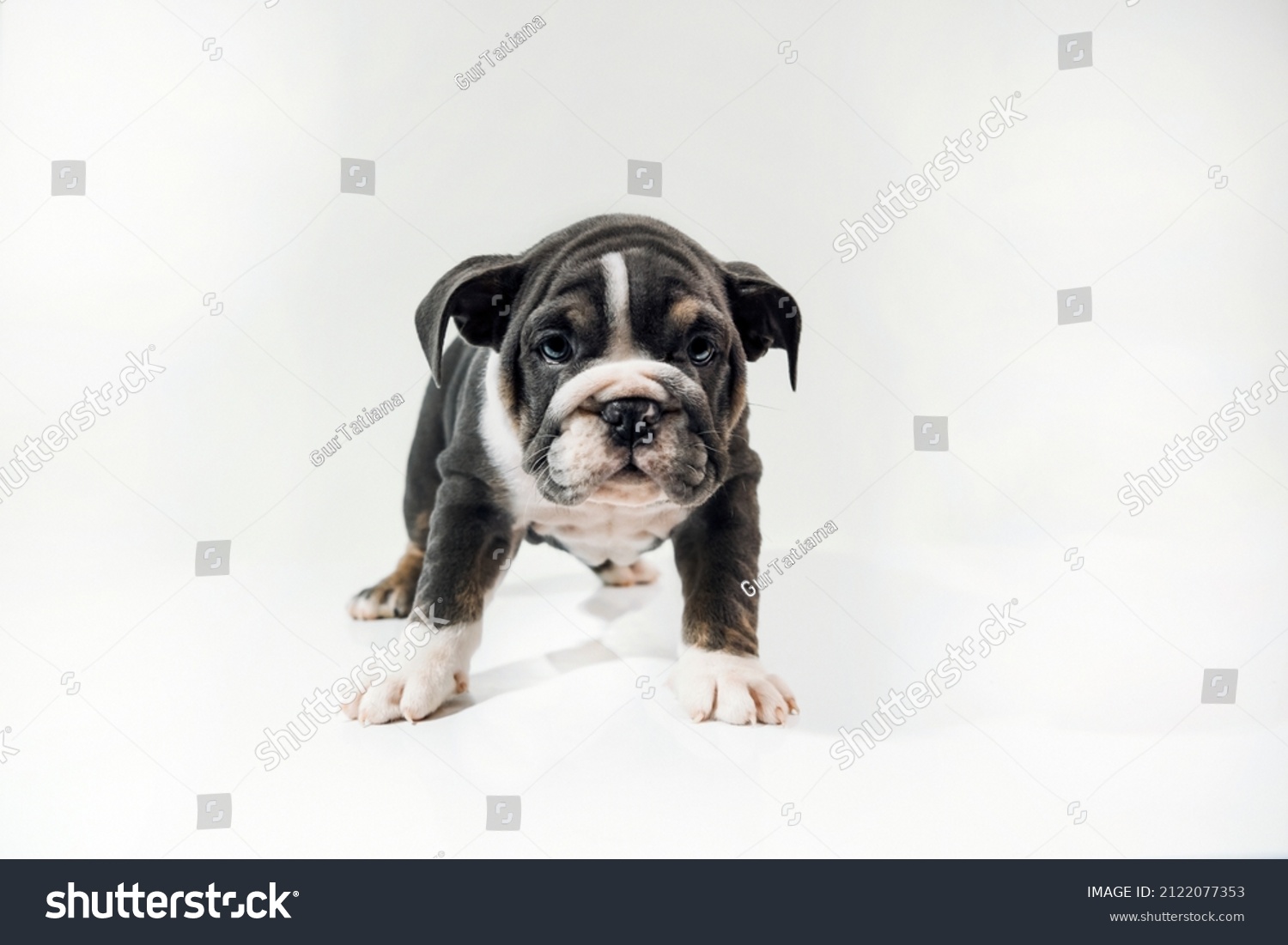 English Bully Bulldog Puppy Grey White Stock Photo 2122077353