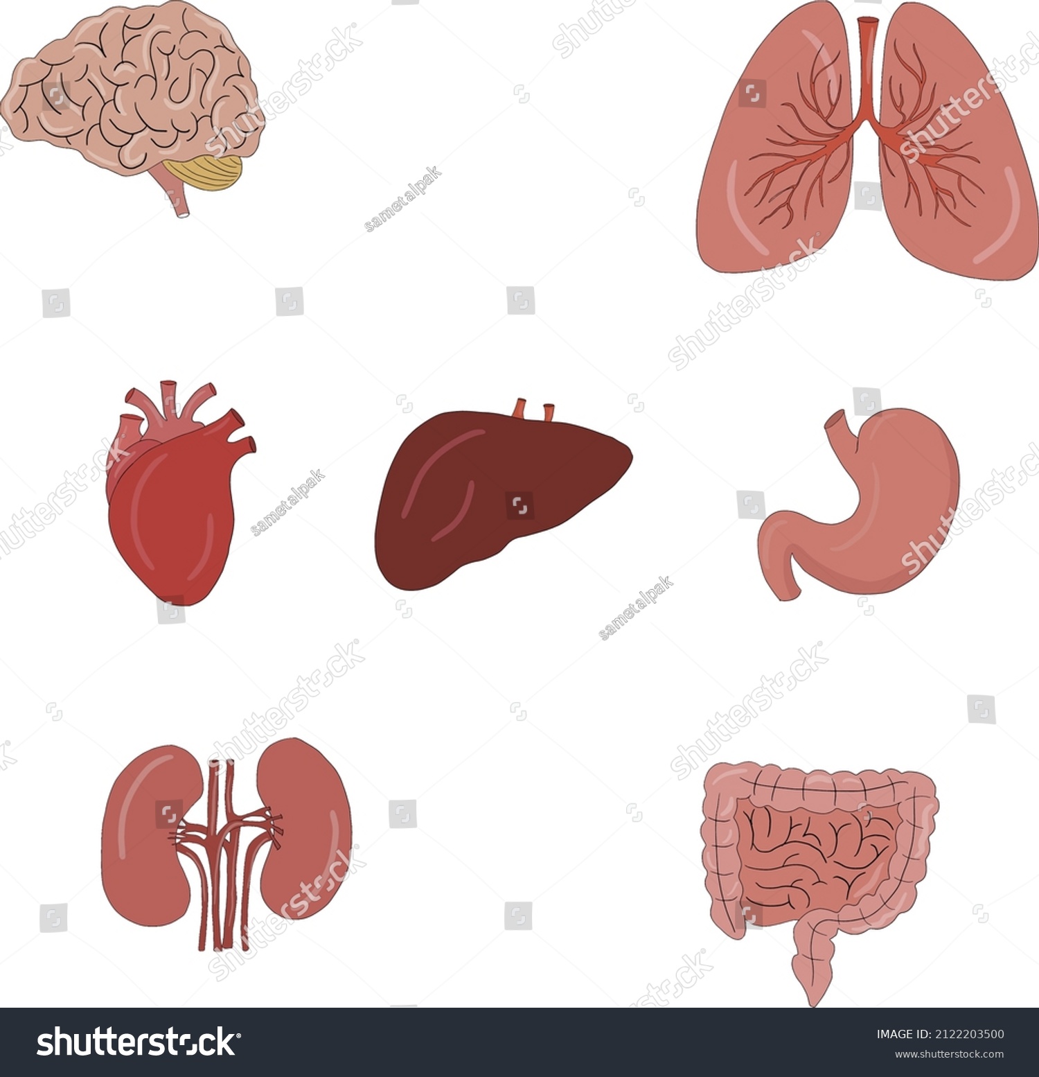 Brain Lung Heart Stomach Liver Kidney Stock Vector (Royalty Free ...