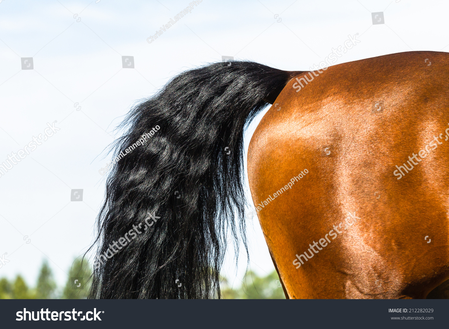 хвост лошади без волос фото