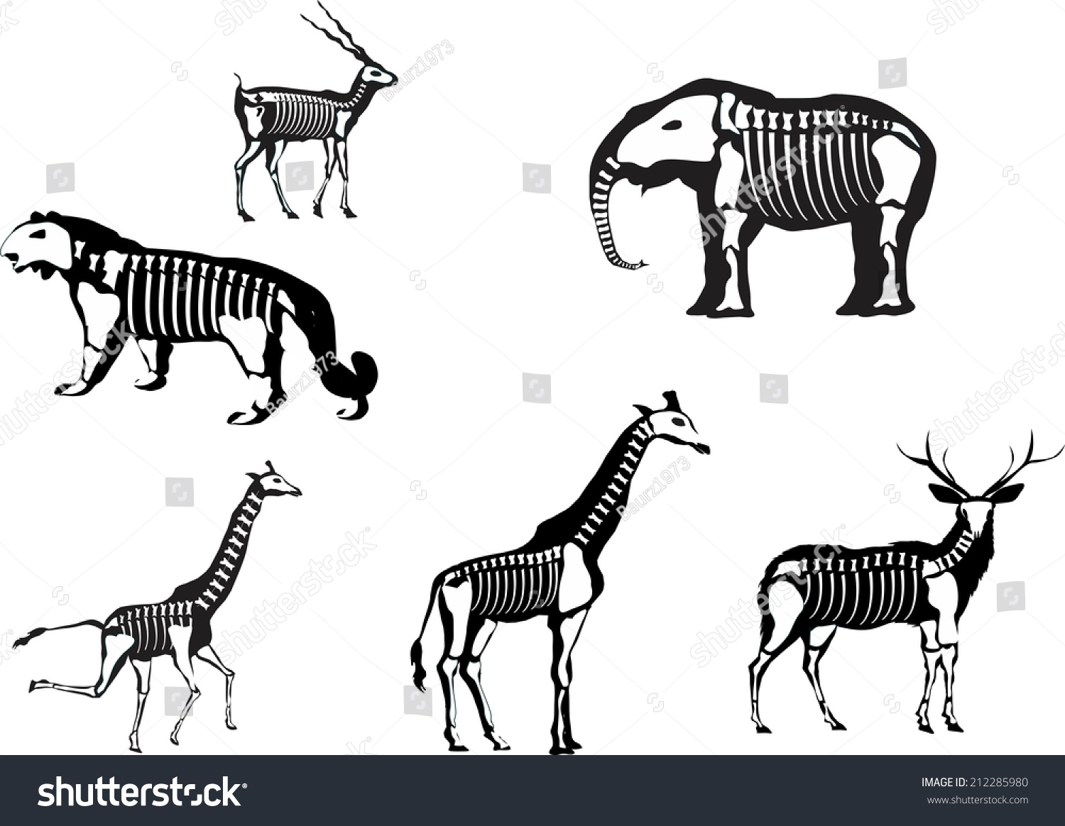 1,567 Backbone of animals Images, Stock Photos & Vectors | Shutterstock