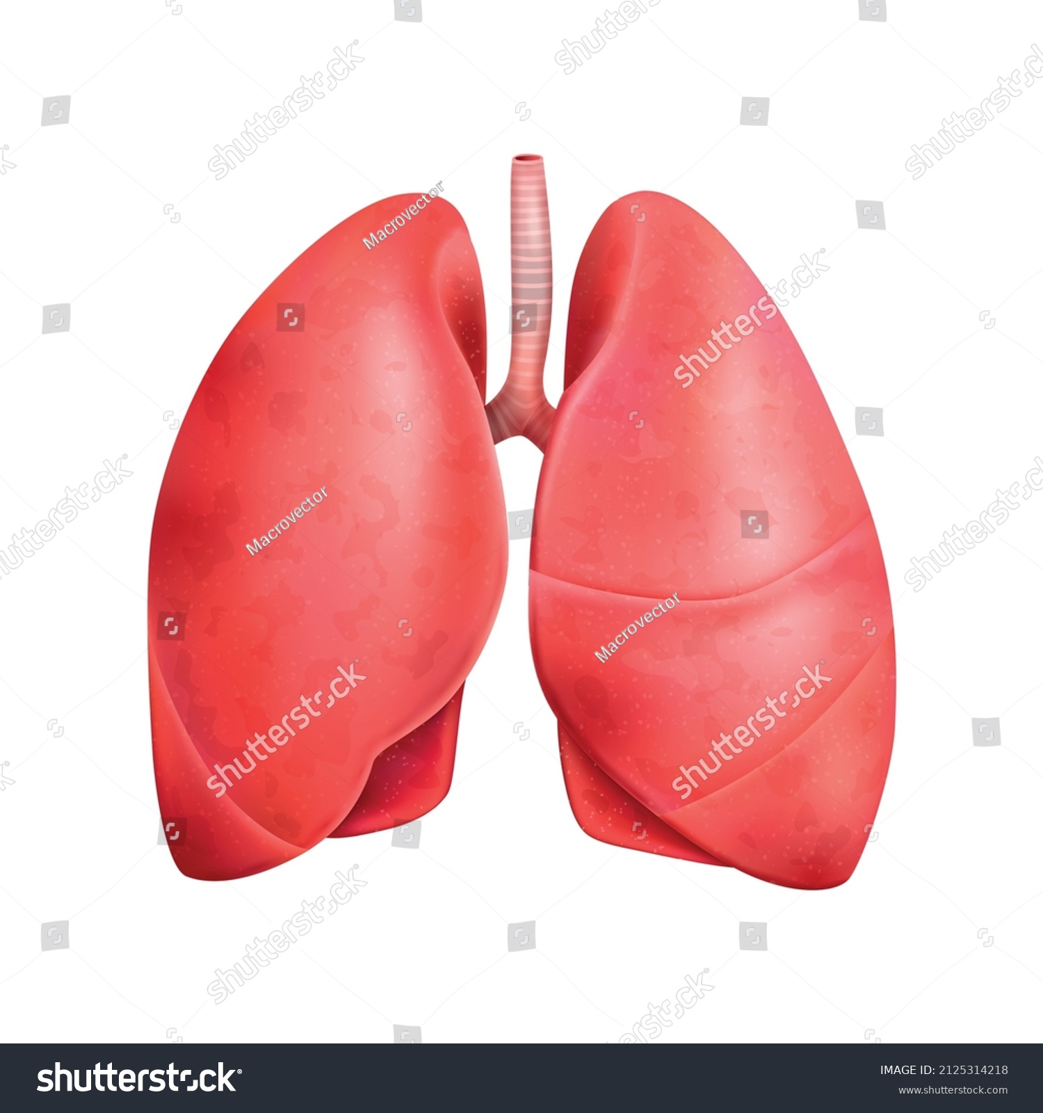 Realistic Human Internal Organs Anatomy Composition Stock Vector ...