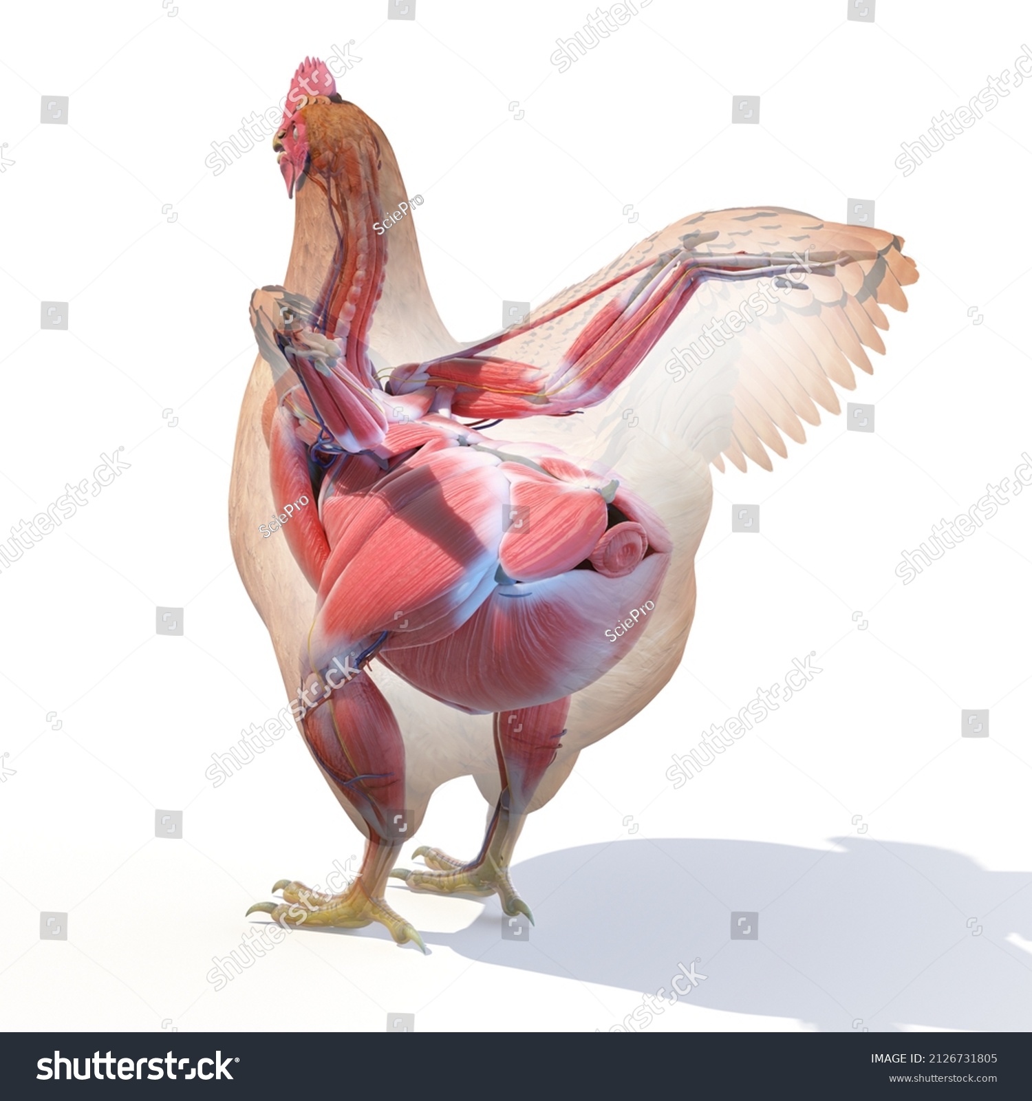 3d Rendered Illustration Chickens Anatomy Muscles Stock Illustration ...