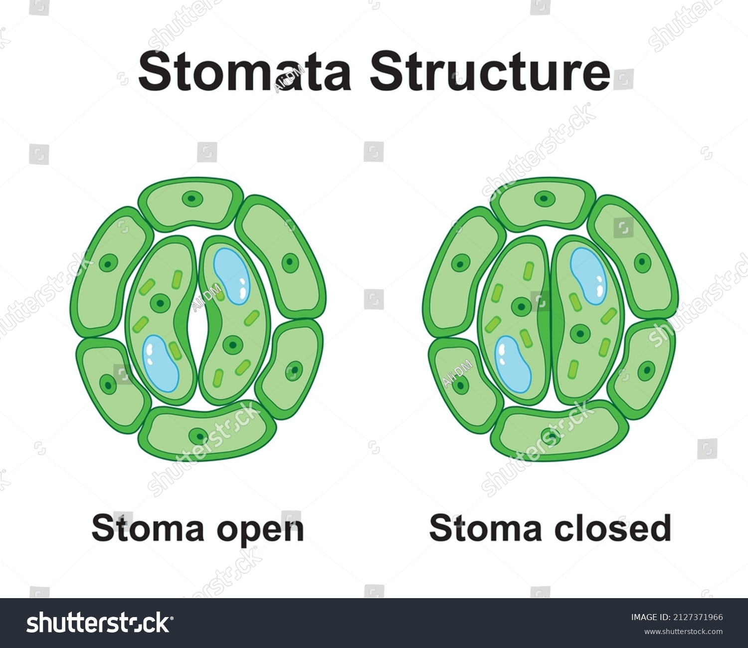 Scientific Designing Stomata Structure Colorful Symbols Stock Vector ...