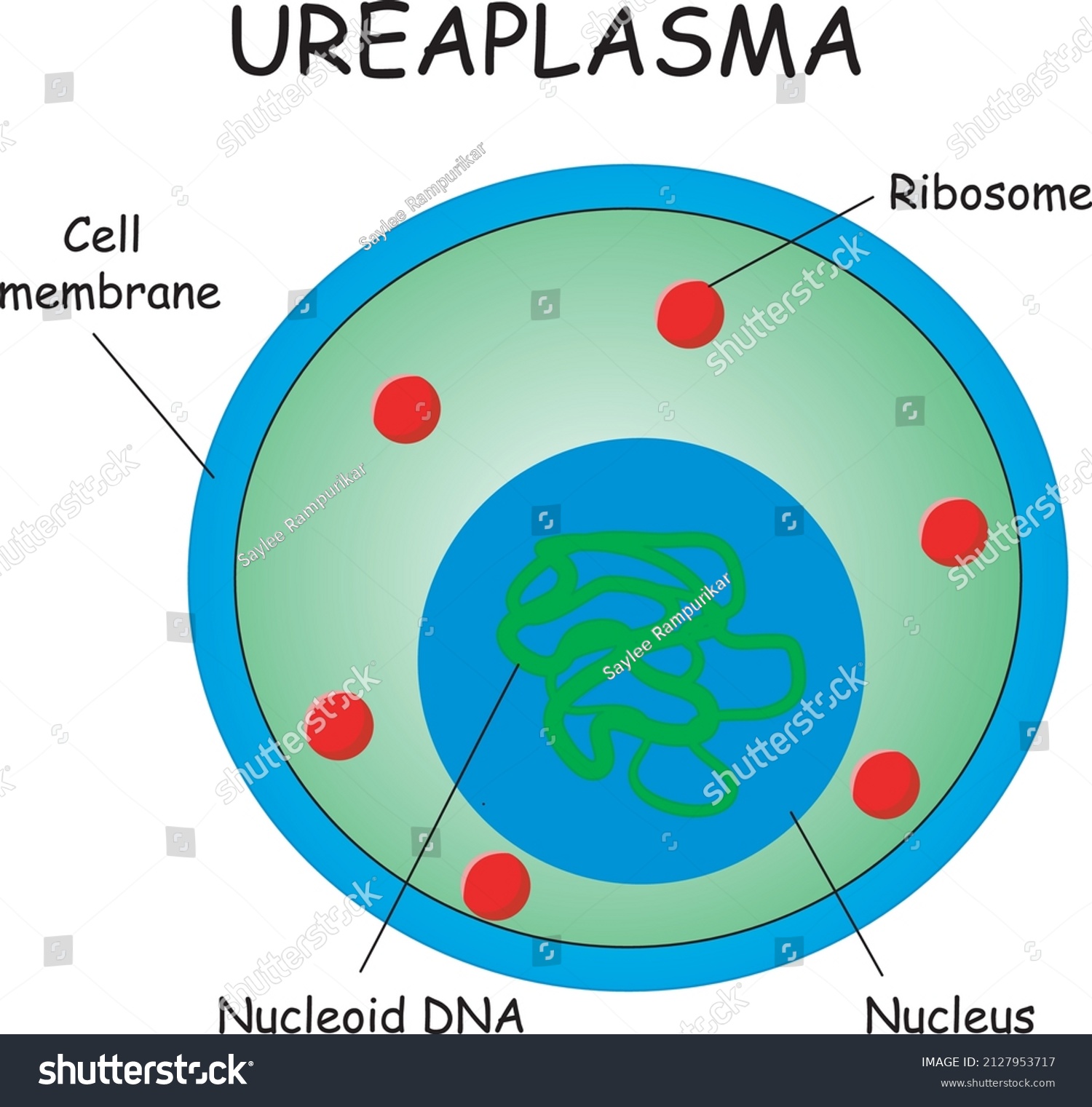 Ureaplasma Structure Medical Diagram Vector Illustration Stock Vector ...