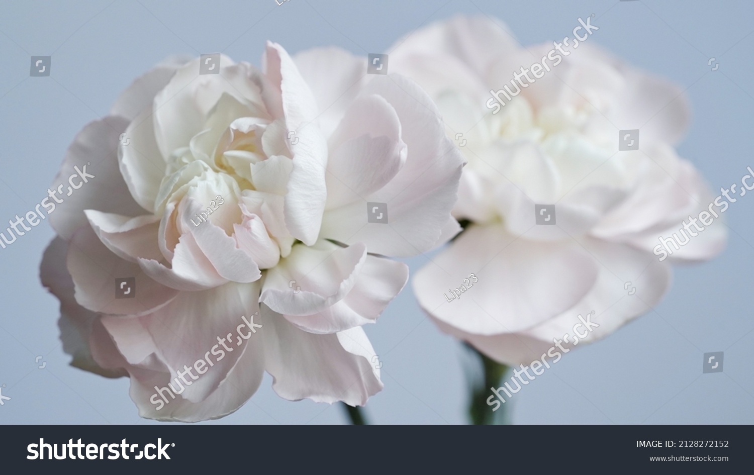 2,055 Light blue carnation Stock Photos, Images & Photography ...