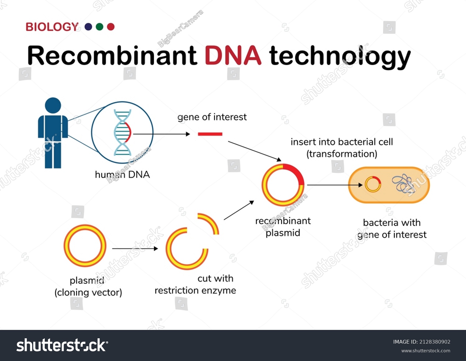 Biological Diagram Explain Concept Recombinant Dna Stock Vector ...