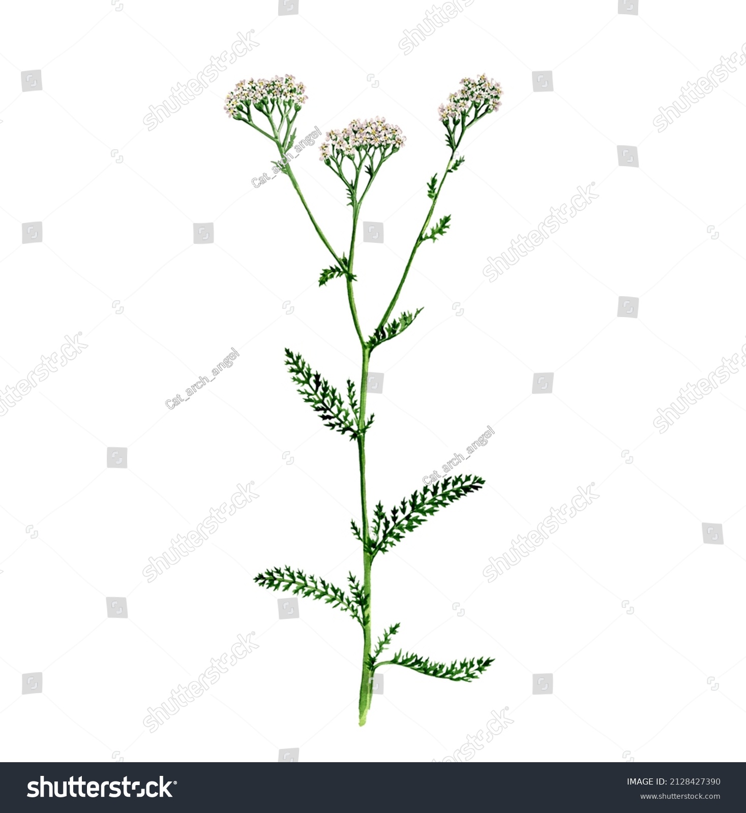 Watercolor Drawing Plant Yarrow Achillea Millefolium Stock Illustration ...
