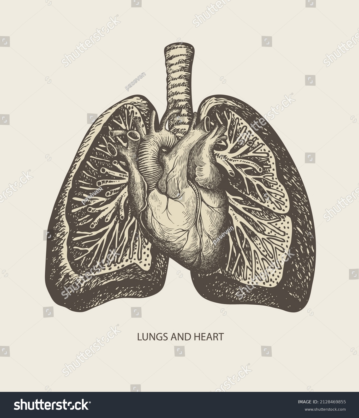 human lungs drawing