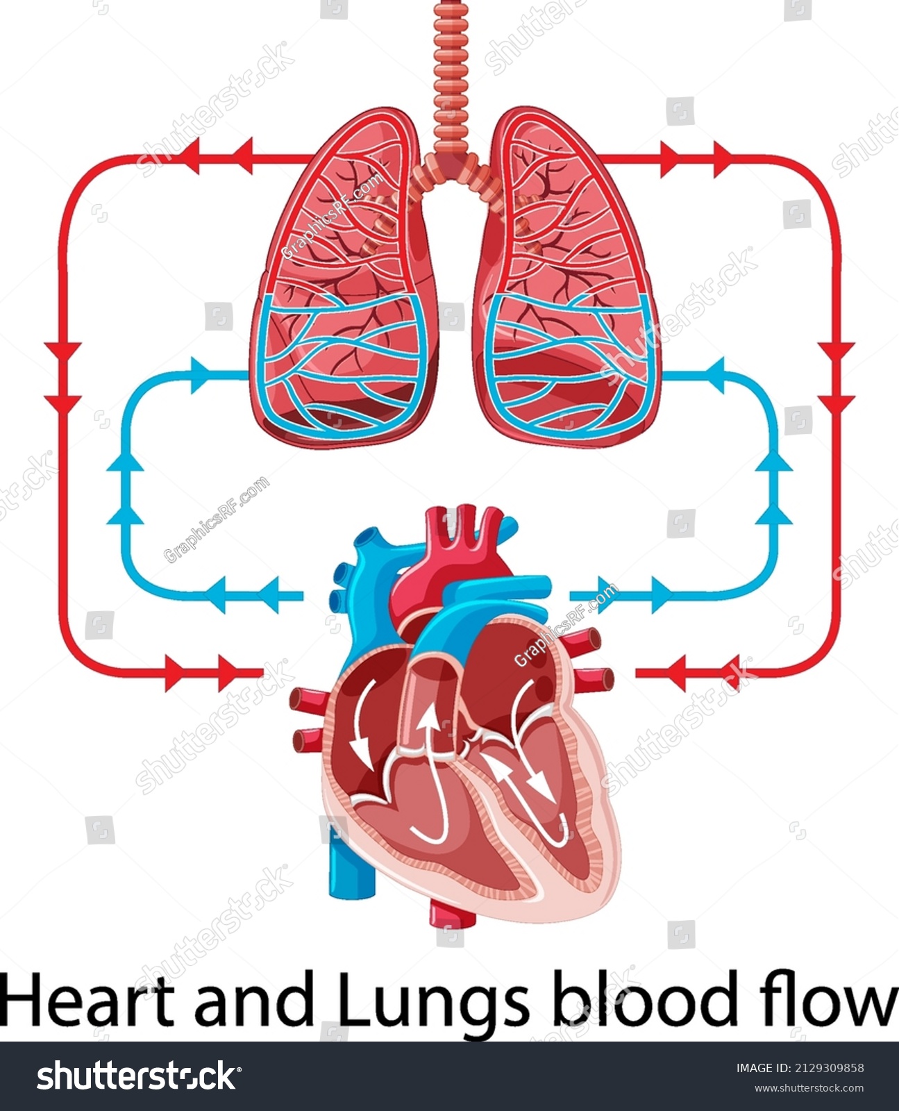 Diagram Showing Blood Flow Human Heart Stock Vector (Royalty Free ...