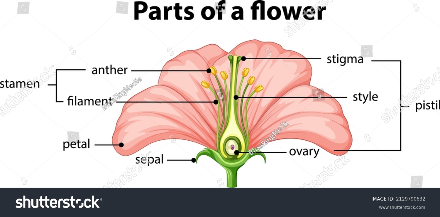 Diagram Different Part Flower Illustration Stock Vector (Royalty Free ...