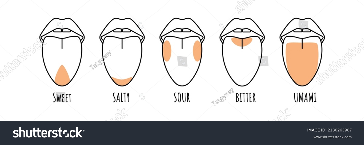 Taste Areas Human Tongue Bitter Umami Stock Vector (Royalty Free ...