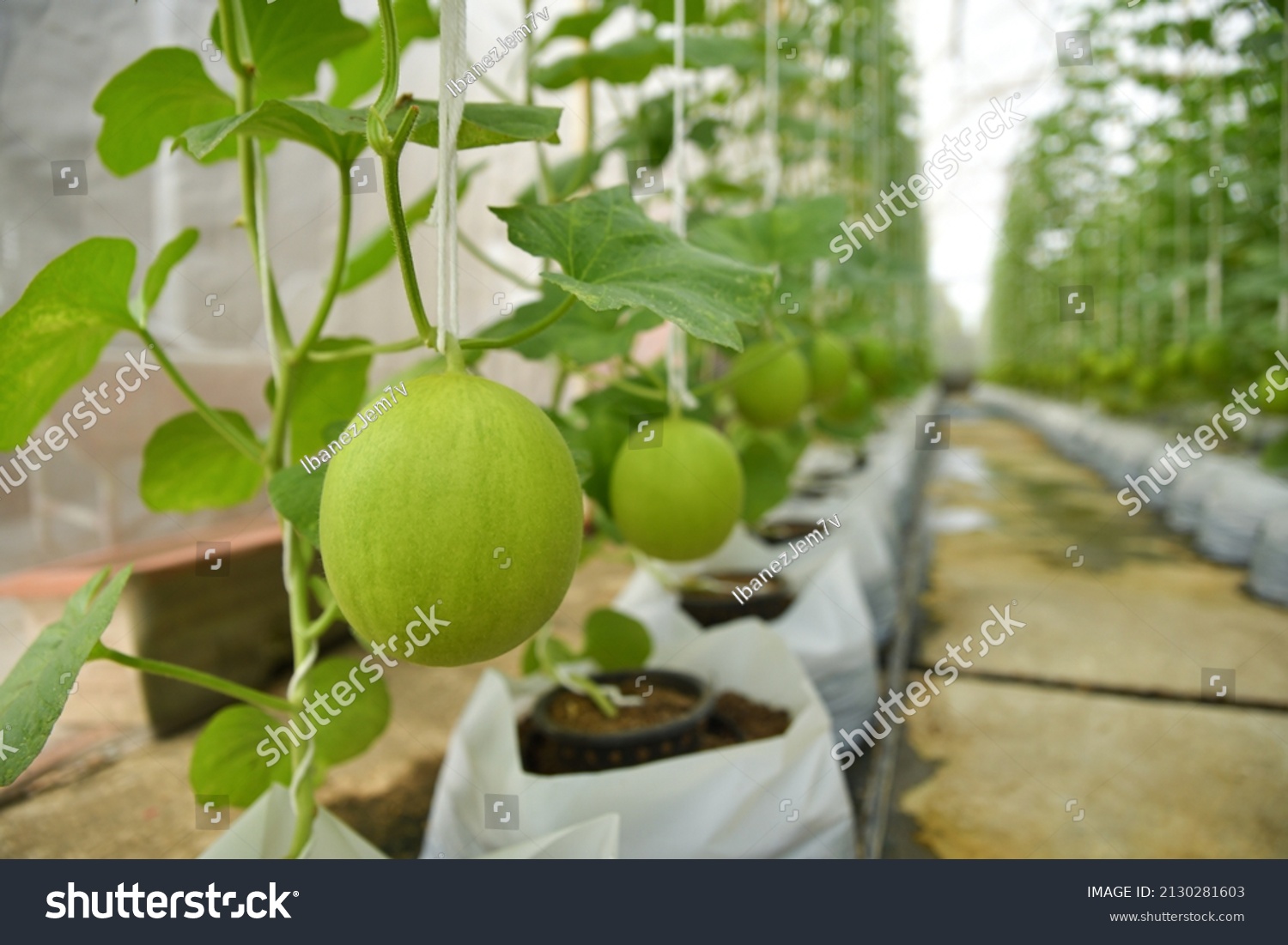 4,233 Japanese melon greenhouse Images, Stock Photos & Vectors ...