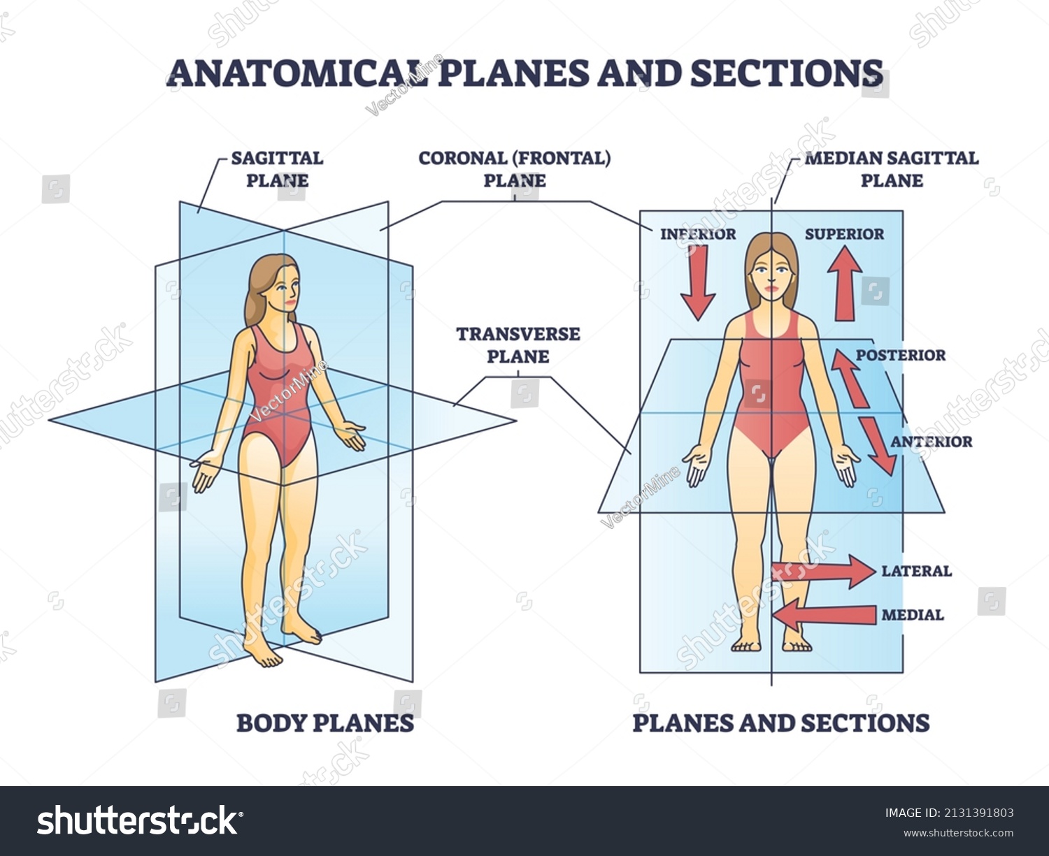 12,040 imágenes de Posicion anatomica - Imágenes, fotos y vectores de ...