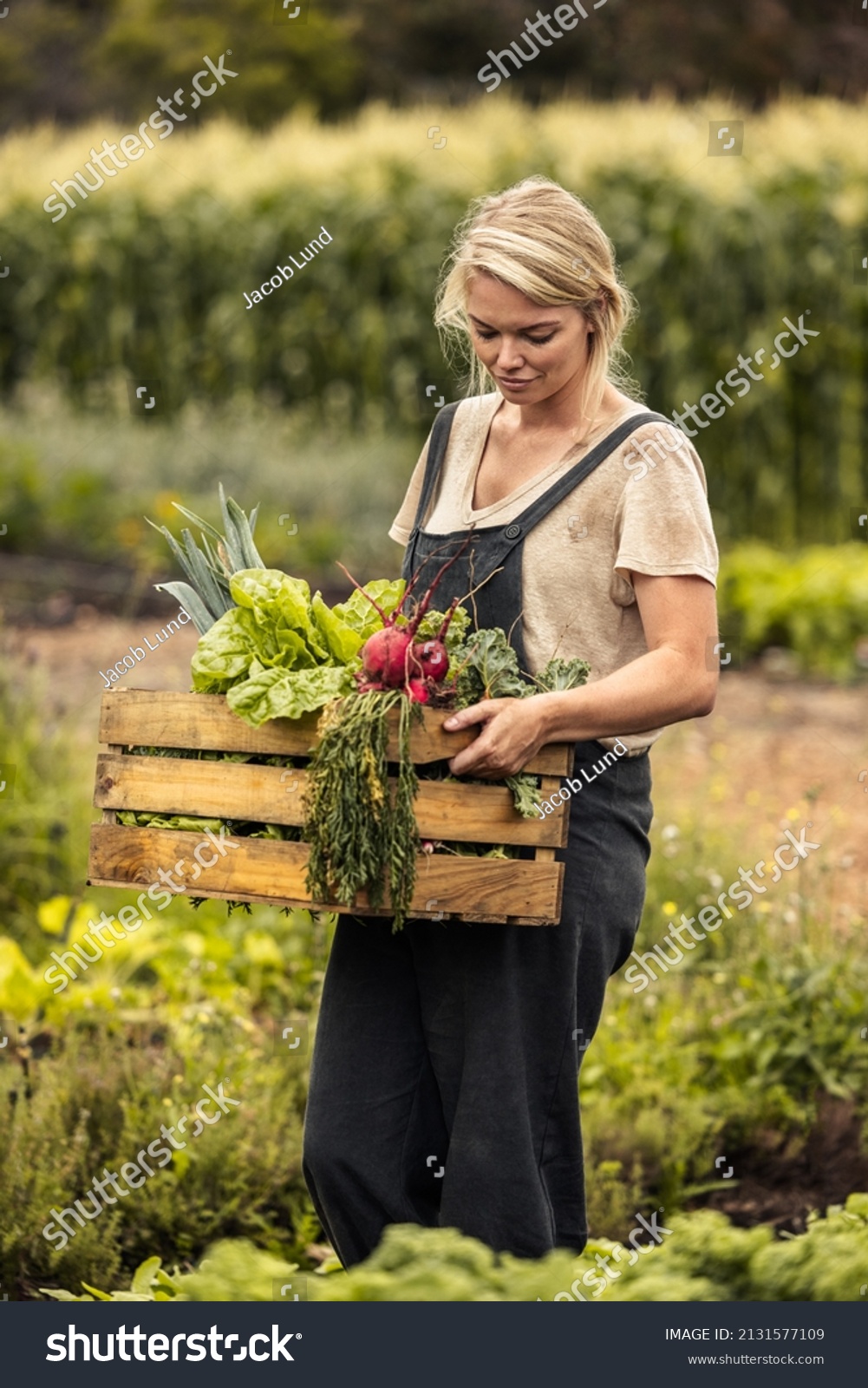 Woman Harvesting On Her Organic Vegetable Stock Photo 2131577109 ...