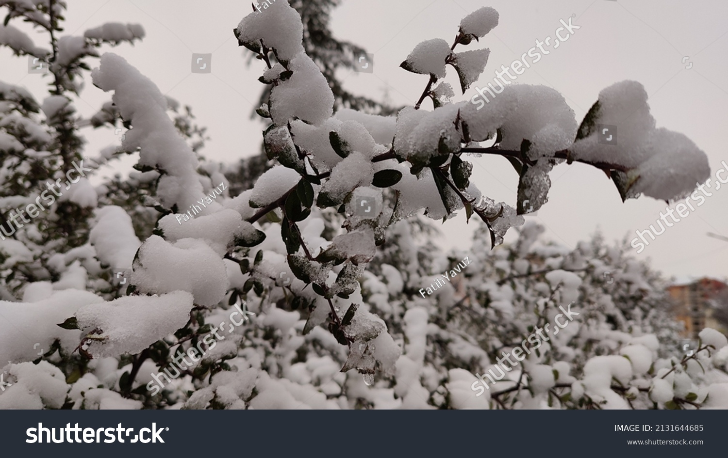 White Snowflakes Falling On Naked Branches Stock Photo Shutterstock