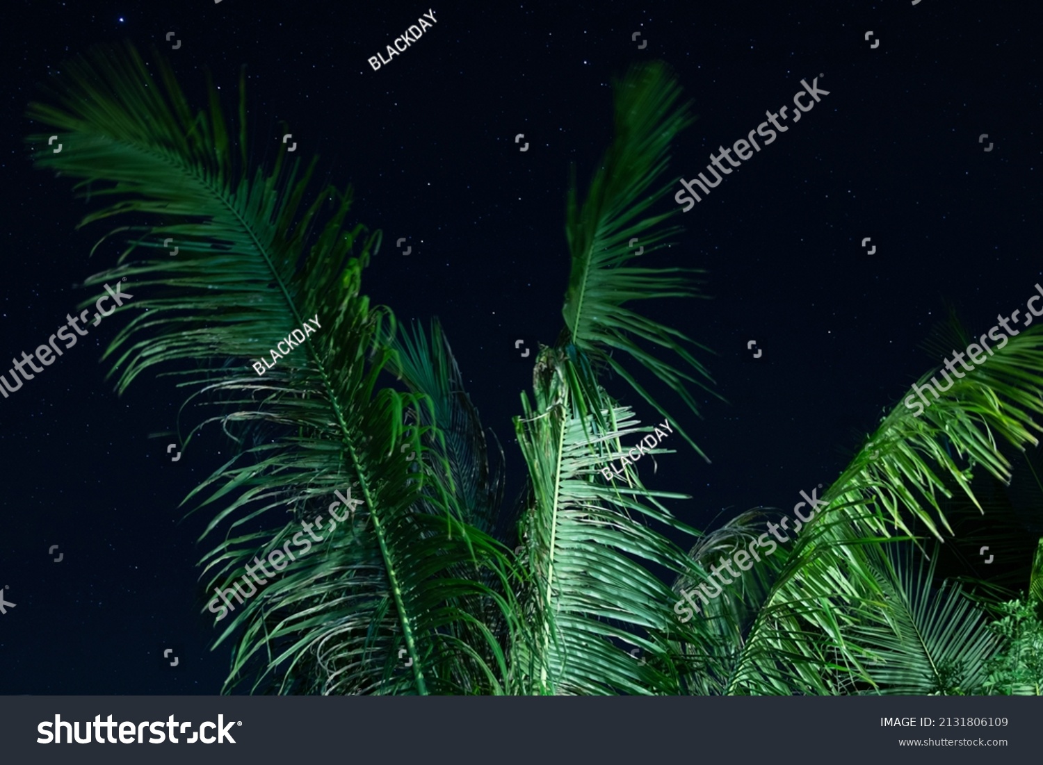 Palm Tree At Night With Stars In The Background "palm Tree On Starry Night" By Stocksy Contributor "anya Brewley