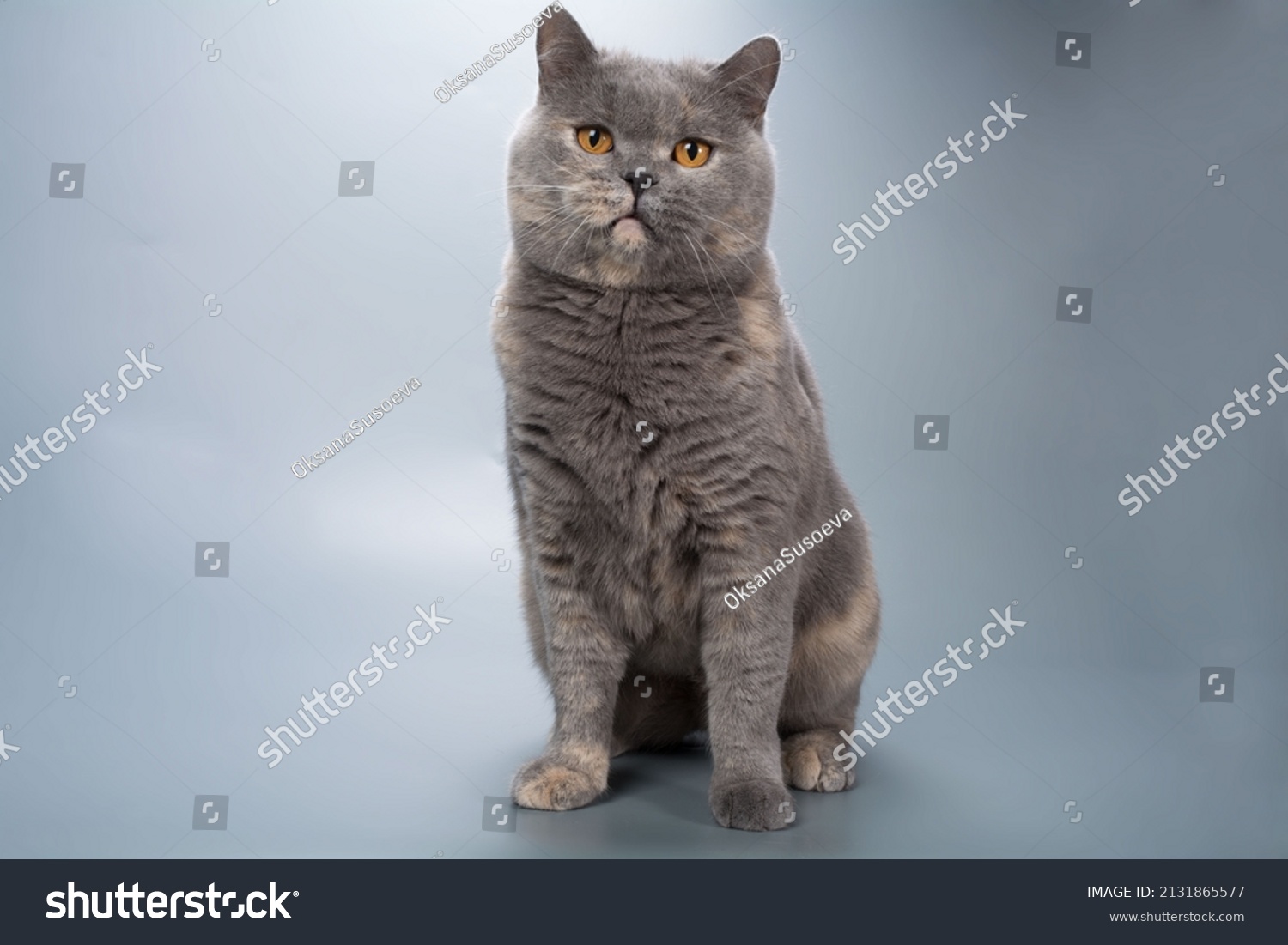 Adult British Shorthair Cat Bluecream Tortoiseshell Stock Photo Shutterstock