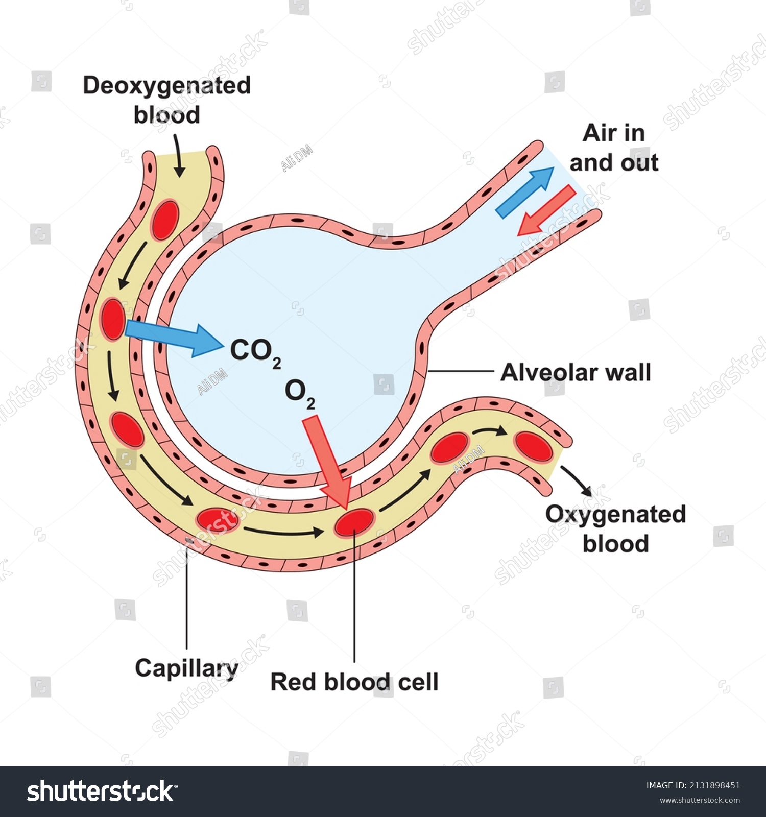 Scientific Designing Alveoli Structure Function Alveolus Stock Vector Royalty Free