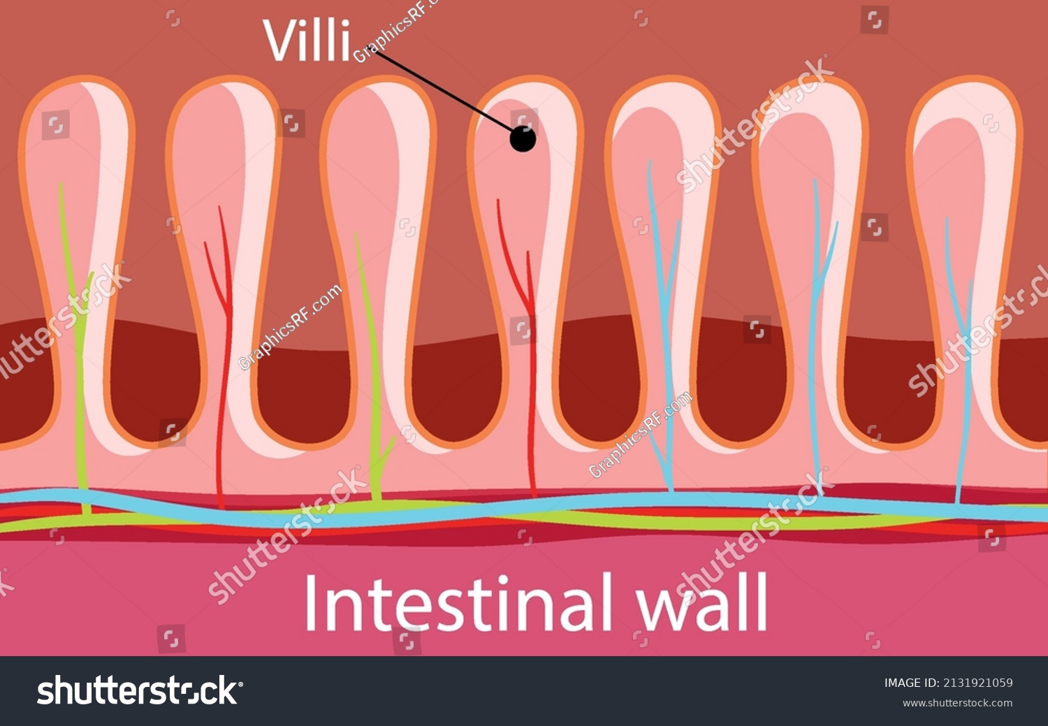 Diagram Showing Intestinal Wall Structure Illustration: เวกเตอร์สต็อก ...