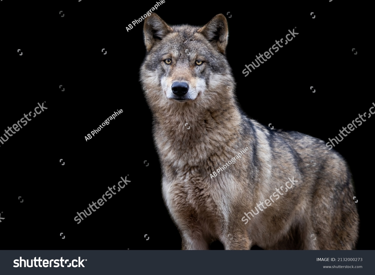 Portrait Grey Wolf Black Background Stock Photo 2132000273 | Shutterstock