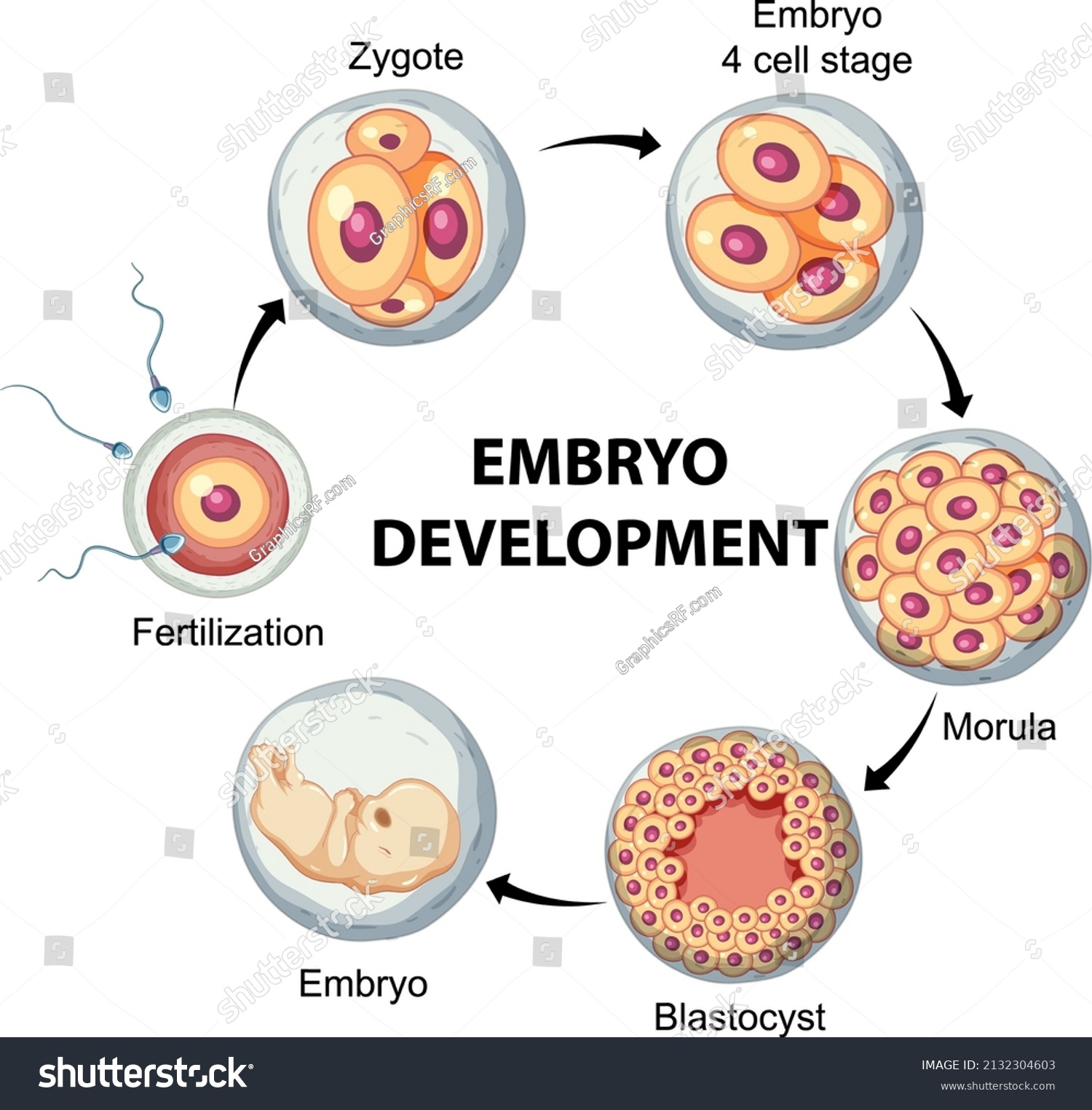 Human Embryonic Development Human Infographic Illustration Stock Vector ...