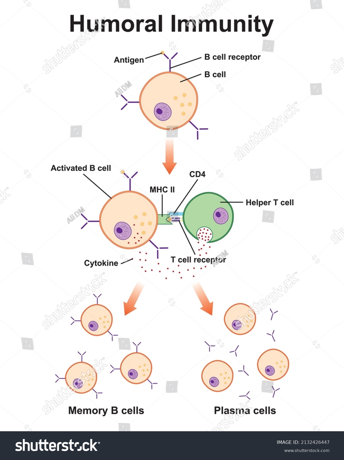 Scientific Designing Humoral Immunity Germinal Centre Stock Vector