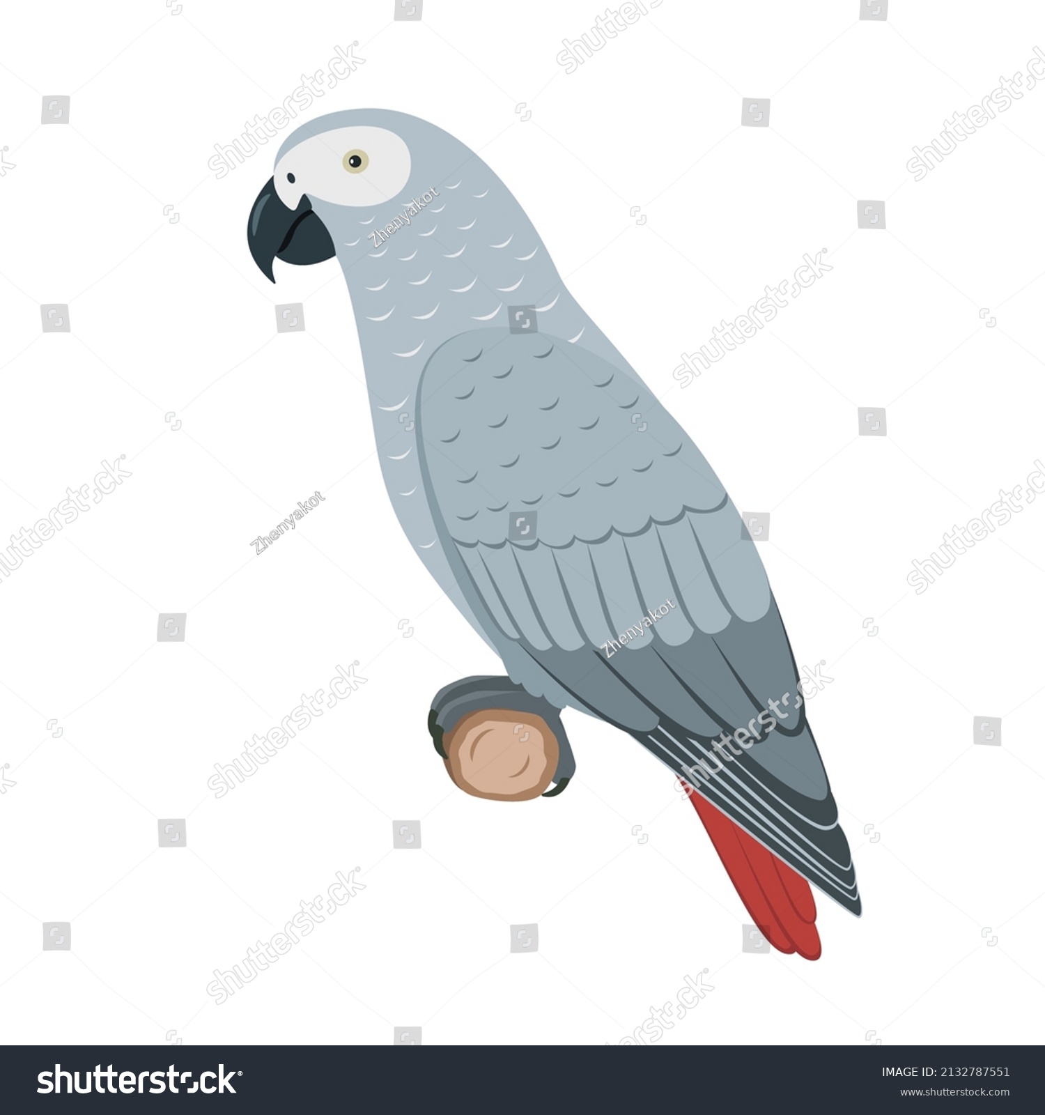 blue african grey