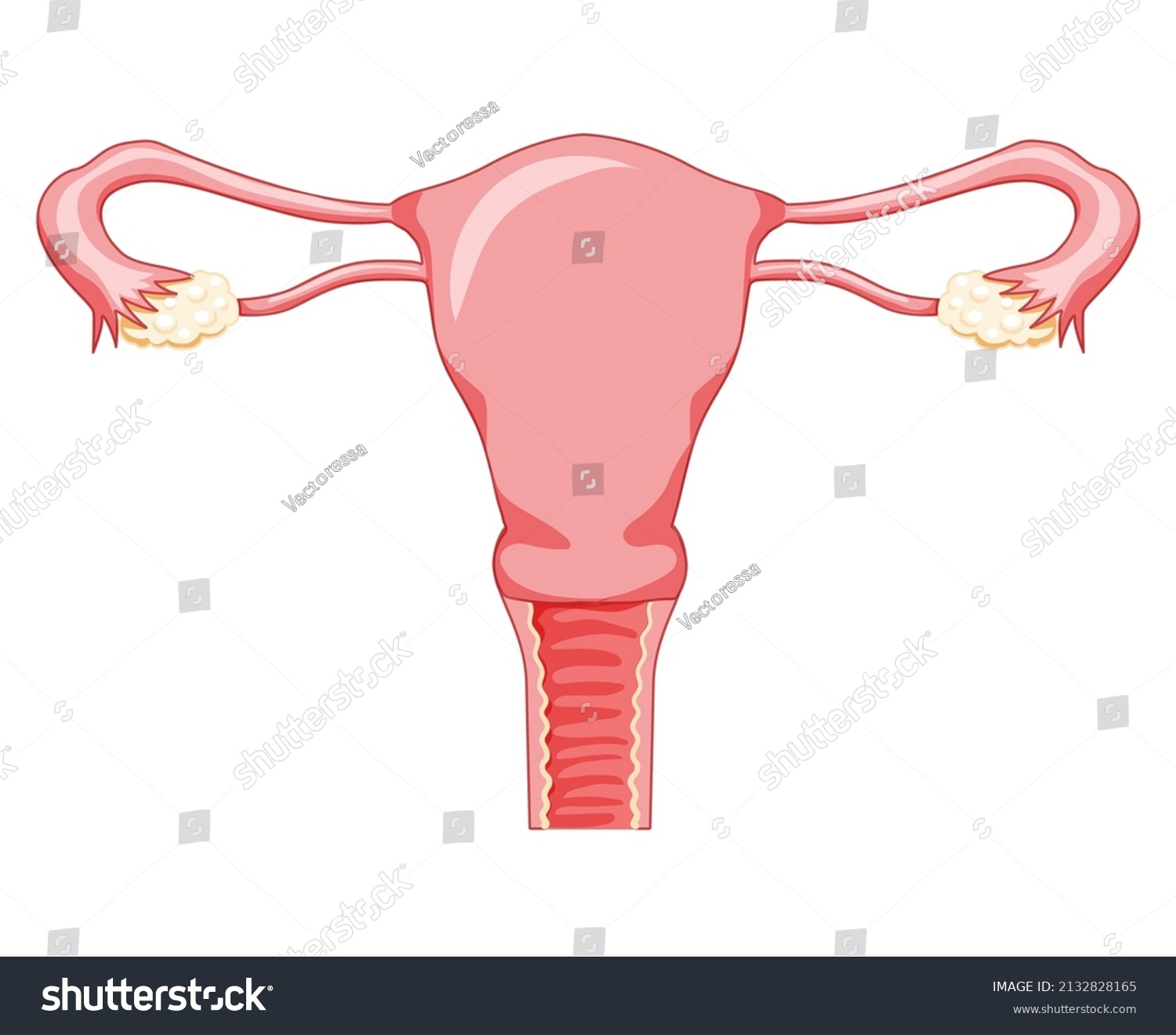 Female Reproductive System Vagina Frontal View Stock Vector Royalty Free 2132828165 Shutterstock 1645
