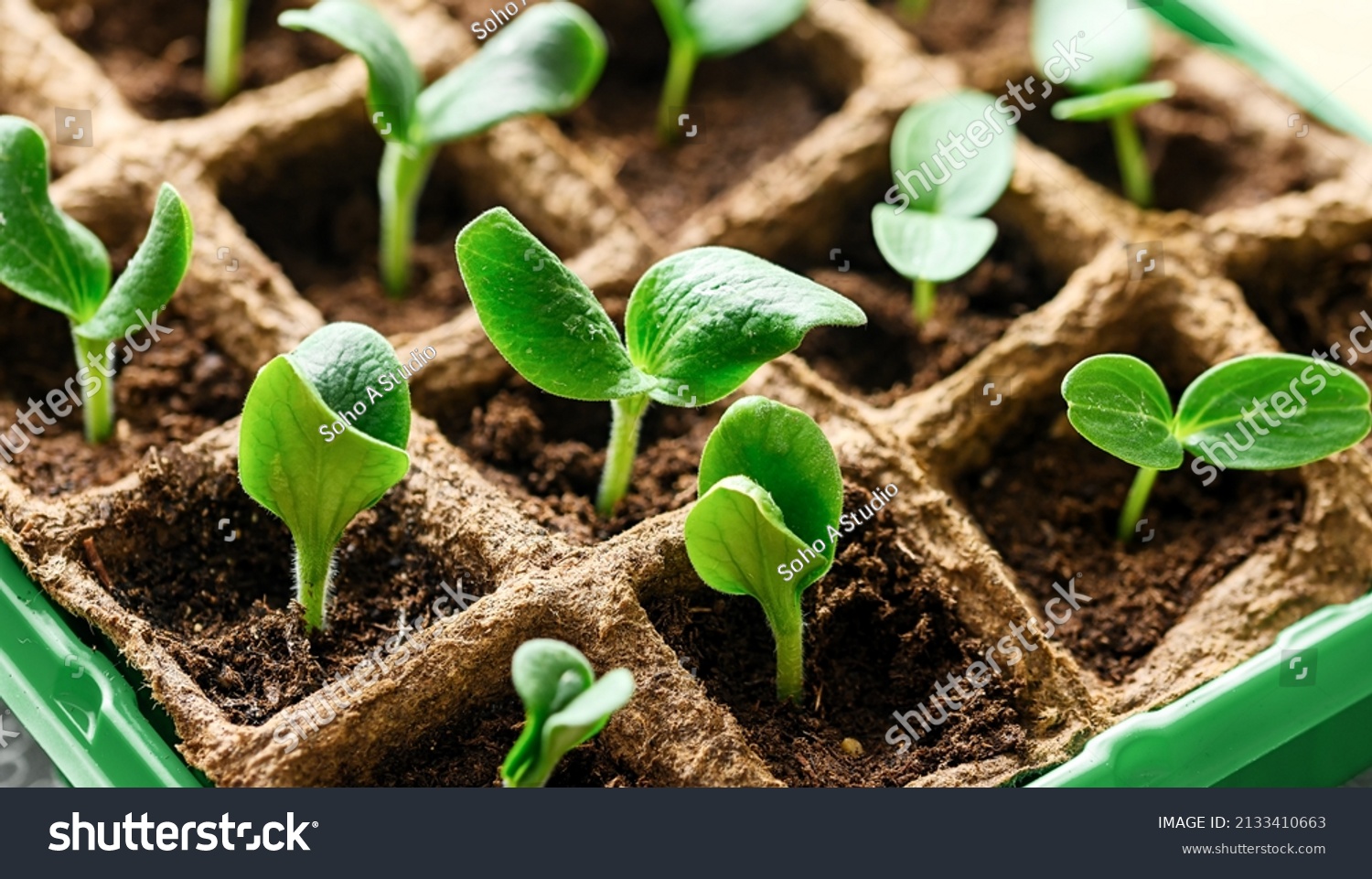 young zucchini plant