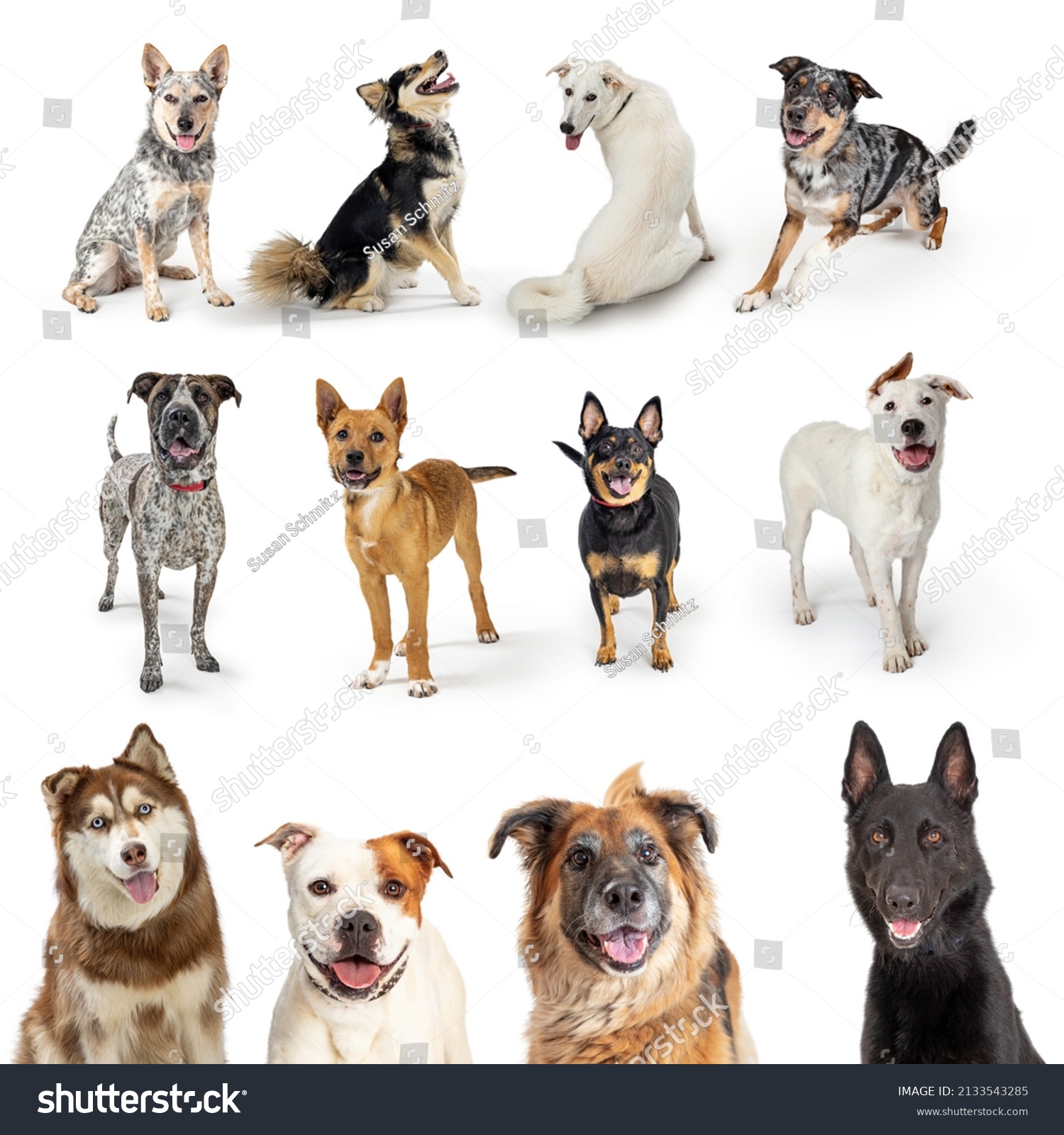 1 Akita And Australian Shepherd Mix Images, Stock Photos & Vectors